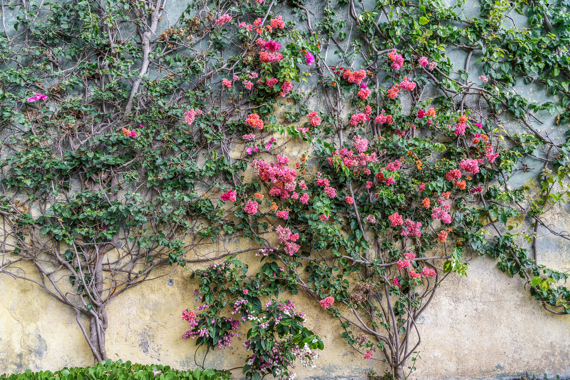 Jardim-Botanico-Funchal-3