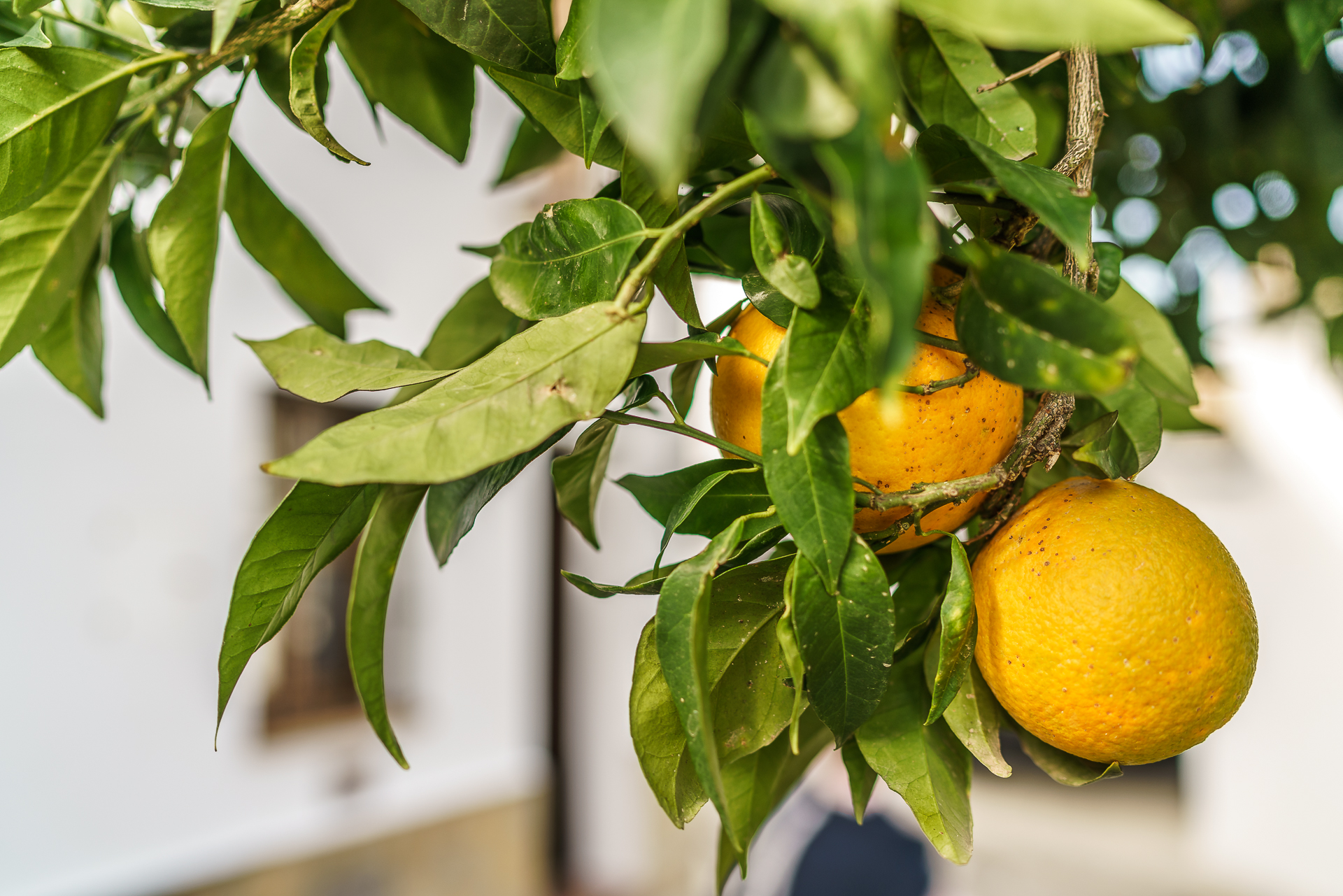 Orangen-Andalusien