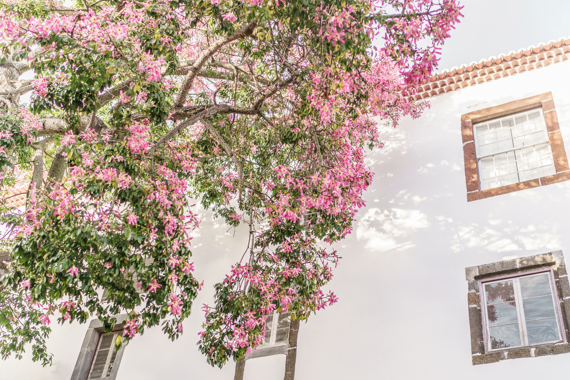 Streets-of-Funchal