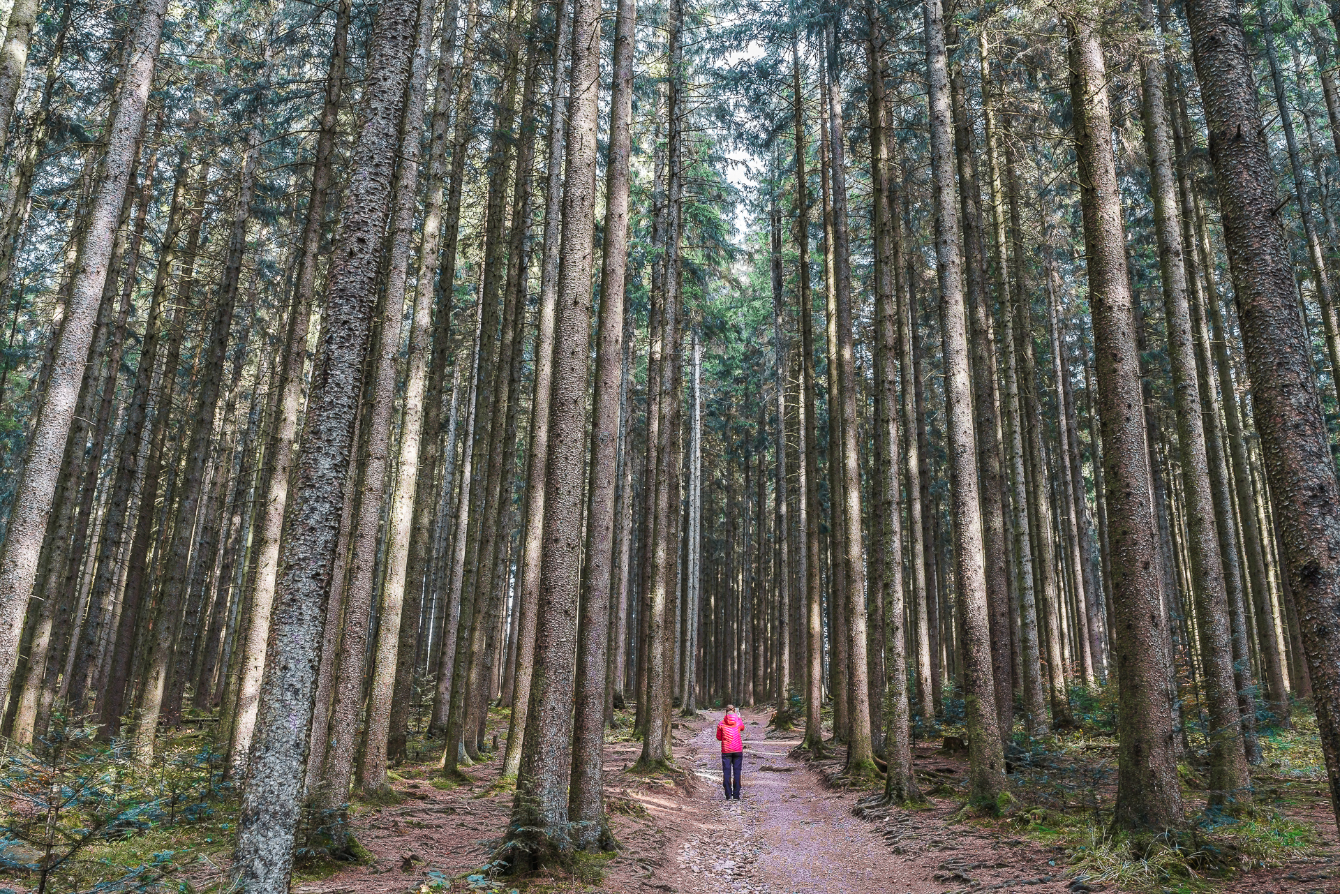 Tannenwald-Tegernsee