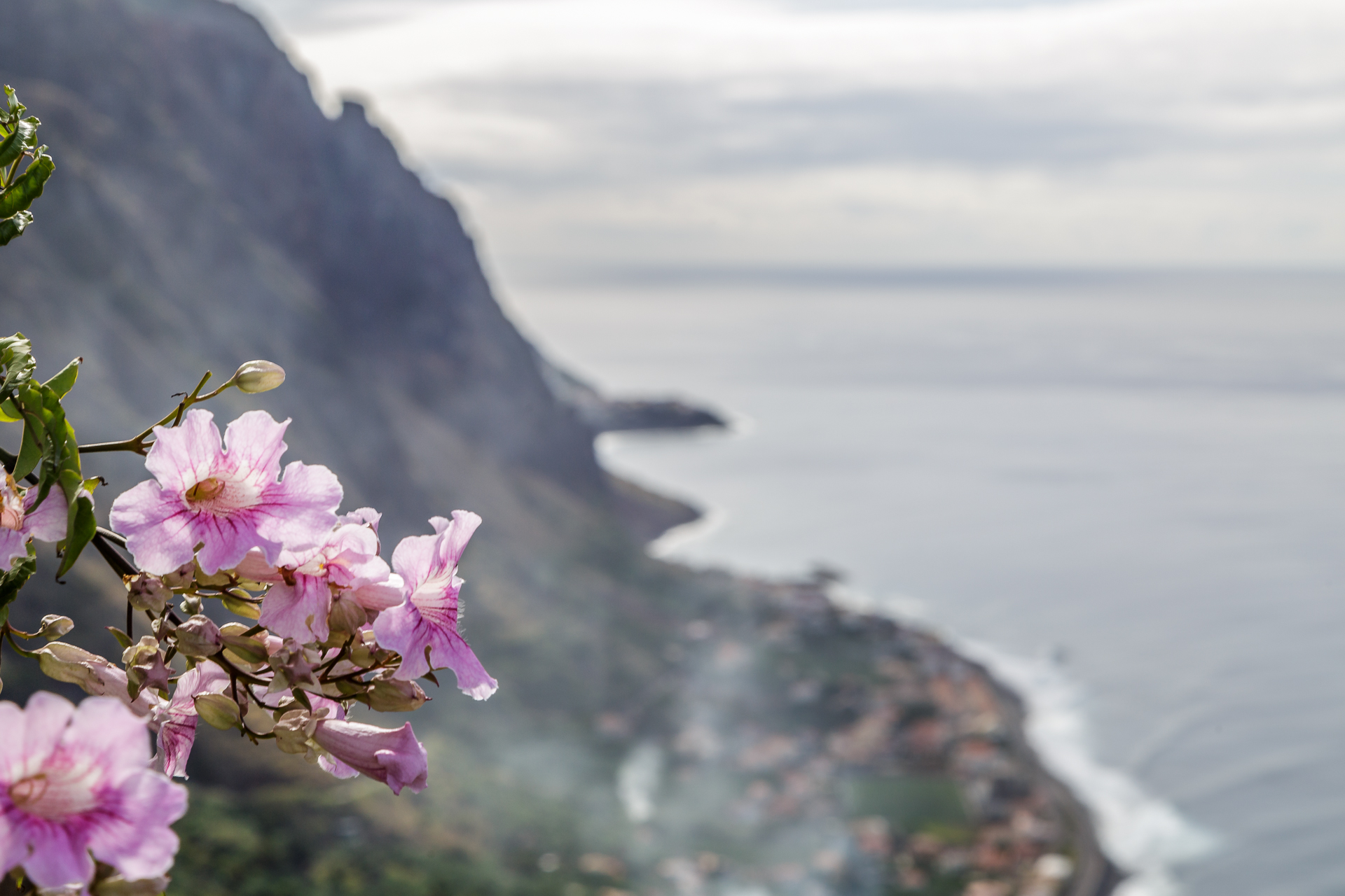 madeira-298