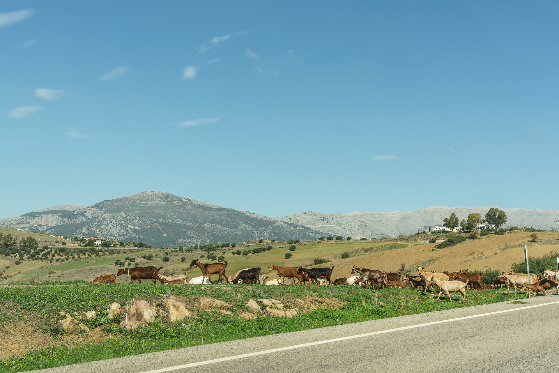 ronda-39