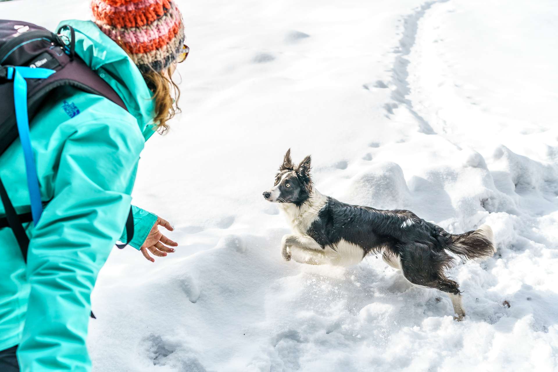 Boarder-Collie-Spielen