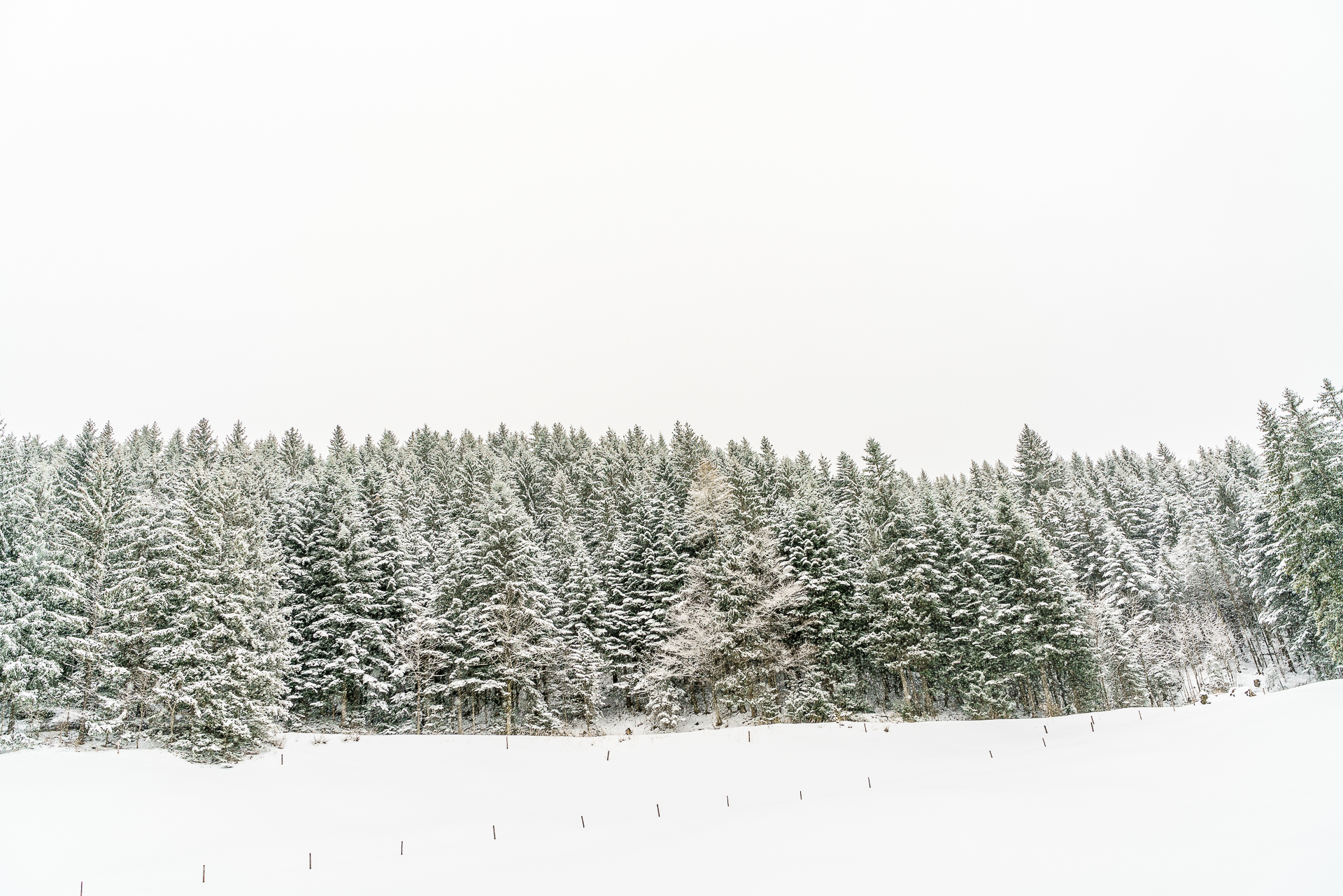 Winter-Wirzweli