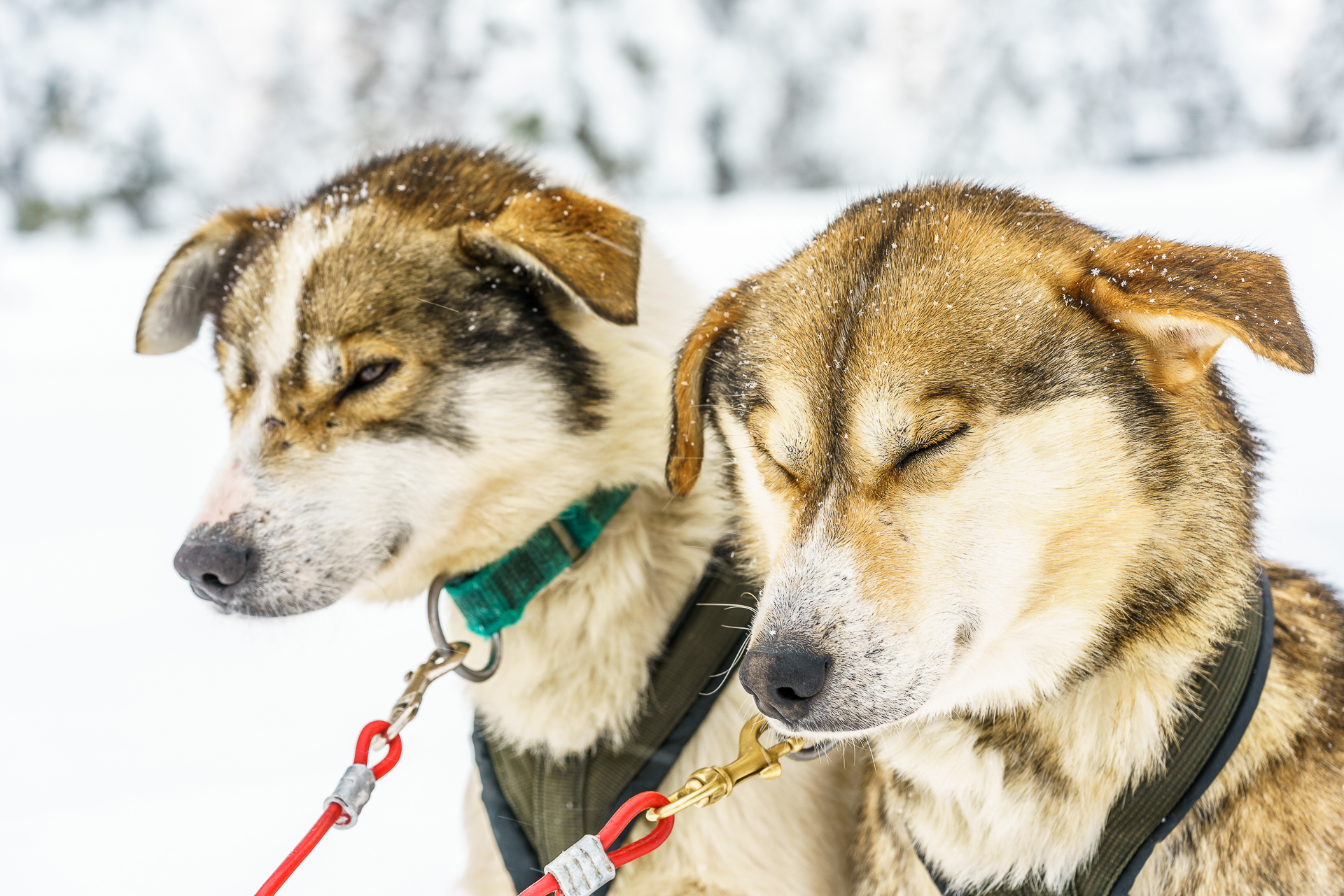Alaska-Husky