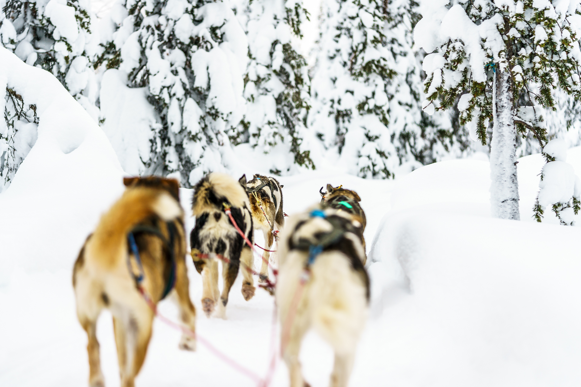 Dogsledding-Safari