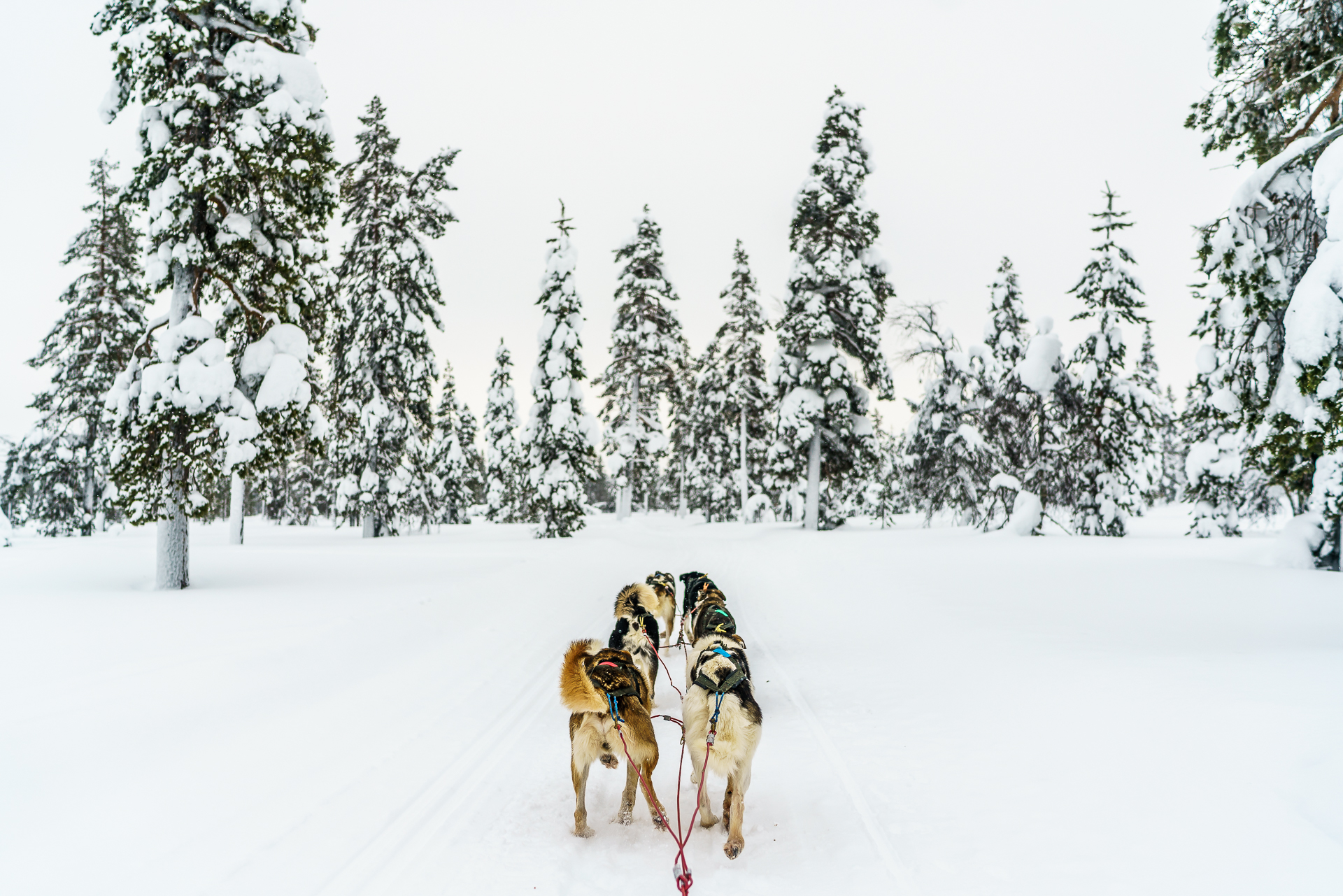 Huskysafari-Lappland