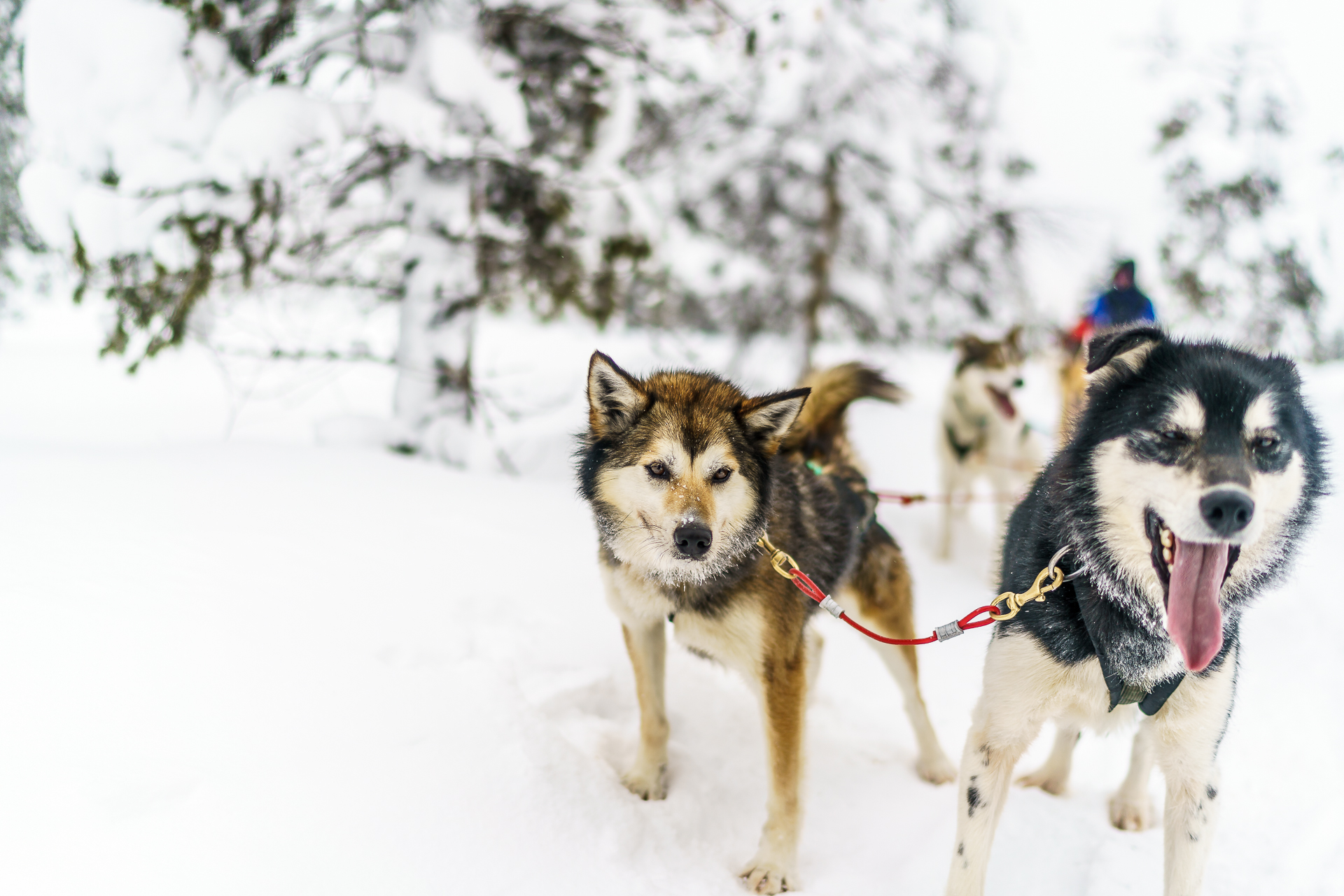 Huskytour-Finnland