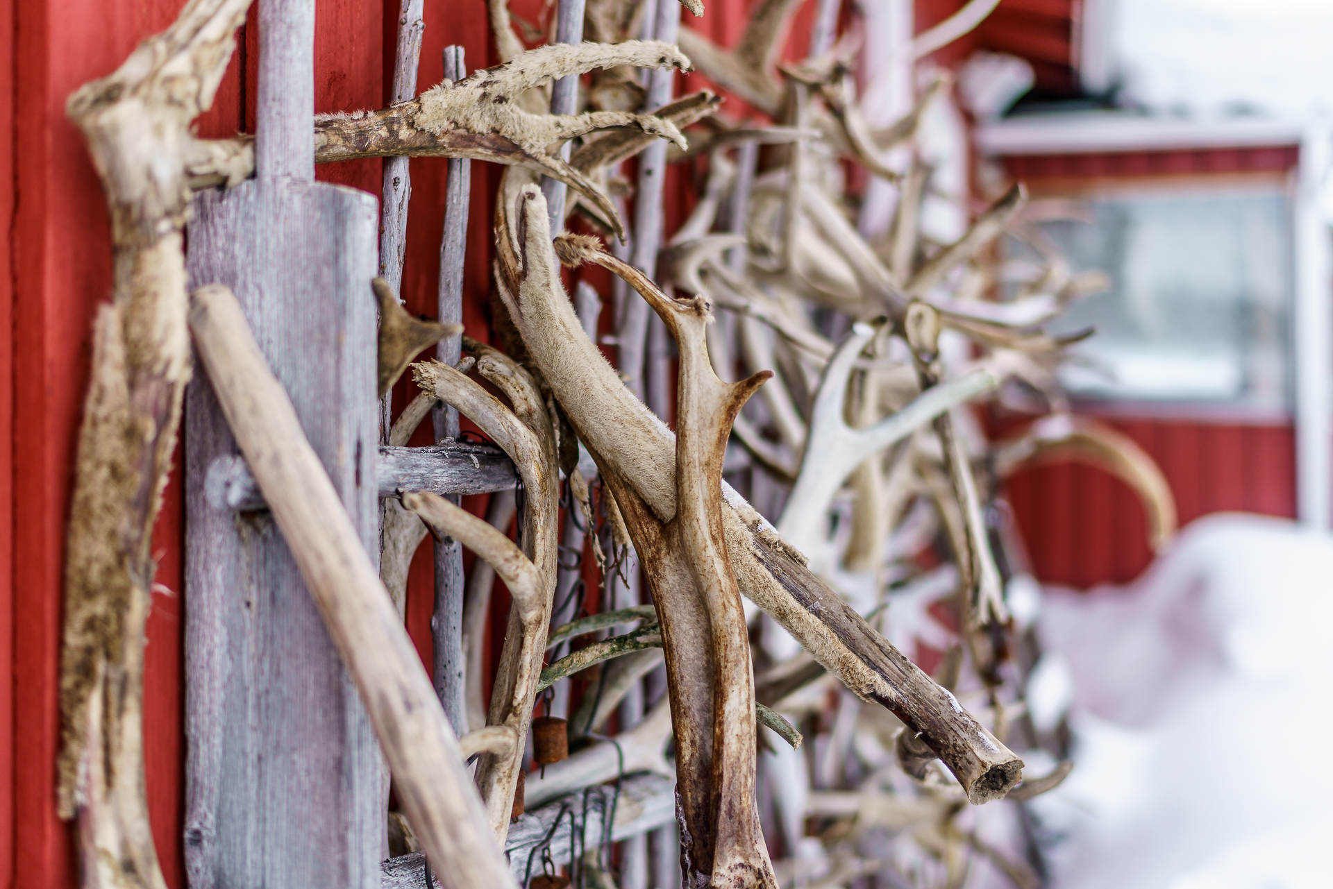 Inari-Rentierfarm-1