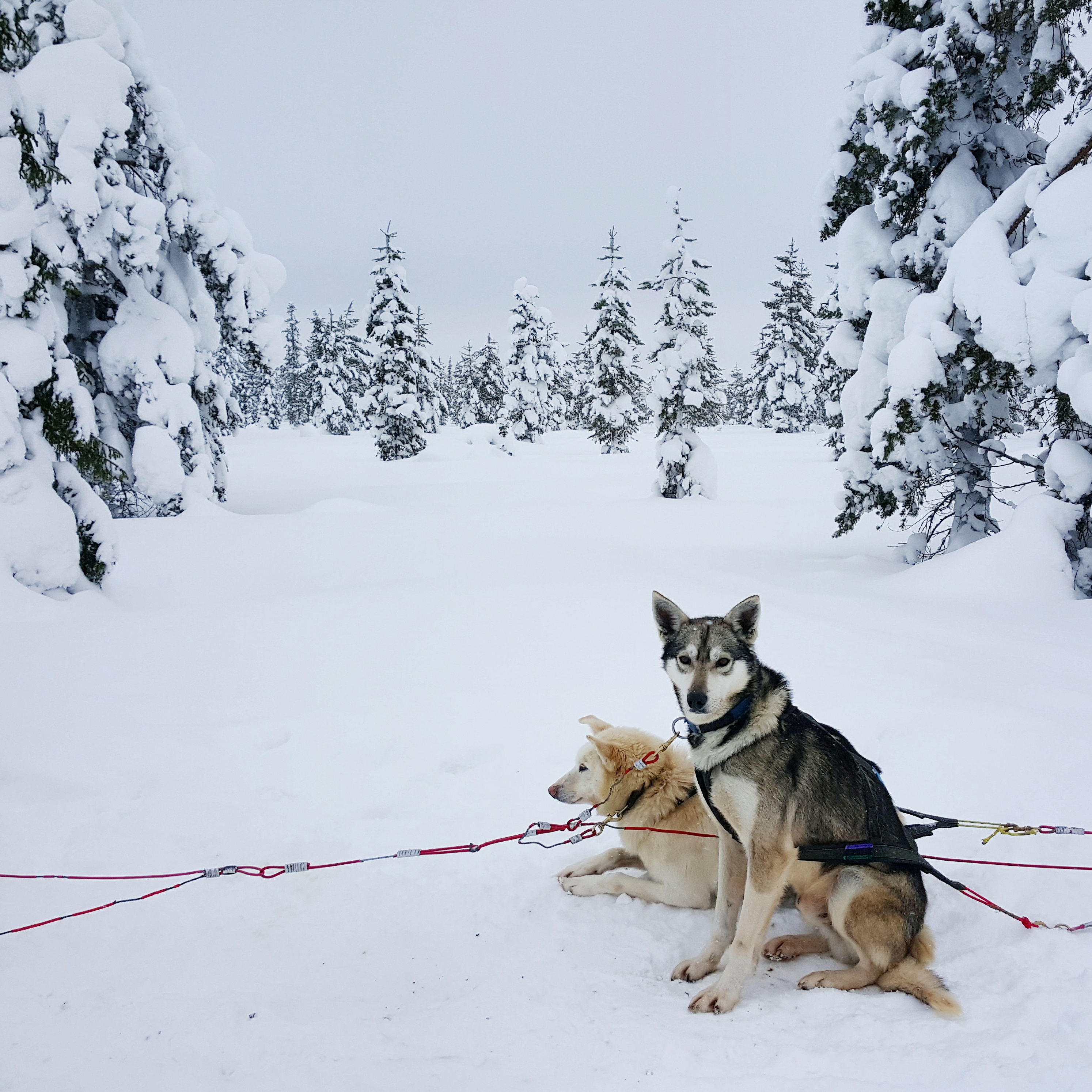 Lappland-Husky