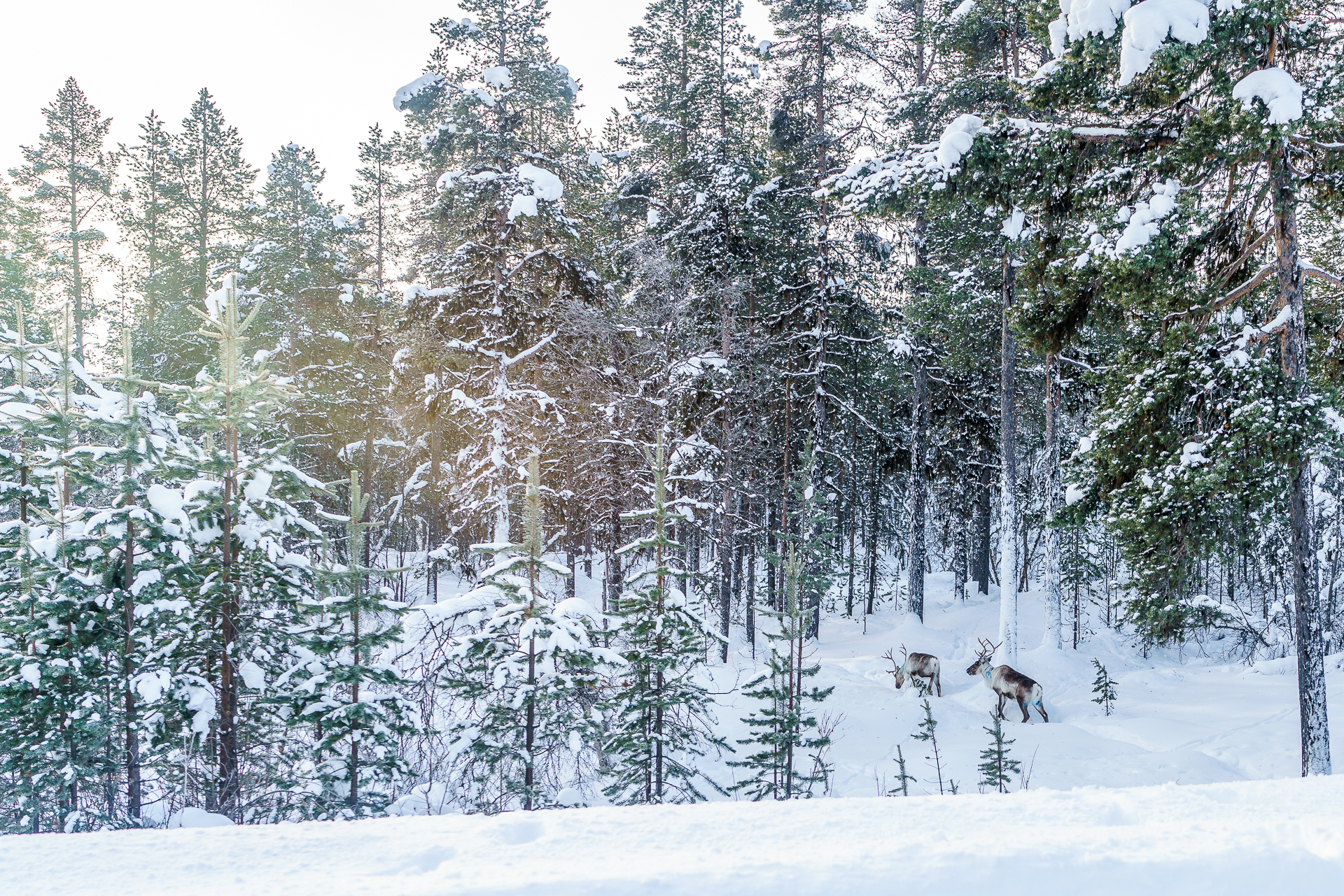 Rentiere-Lappland