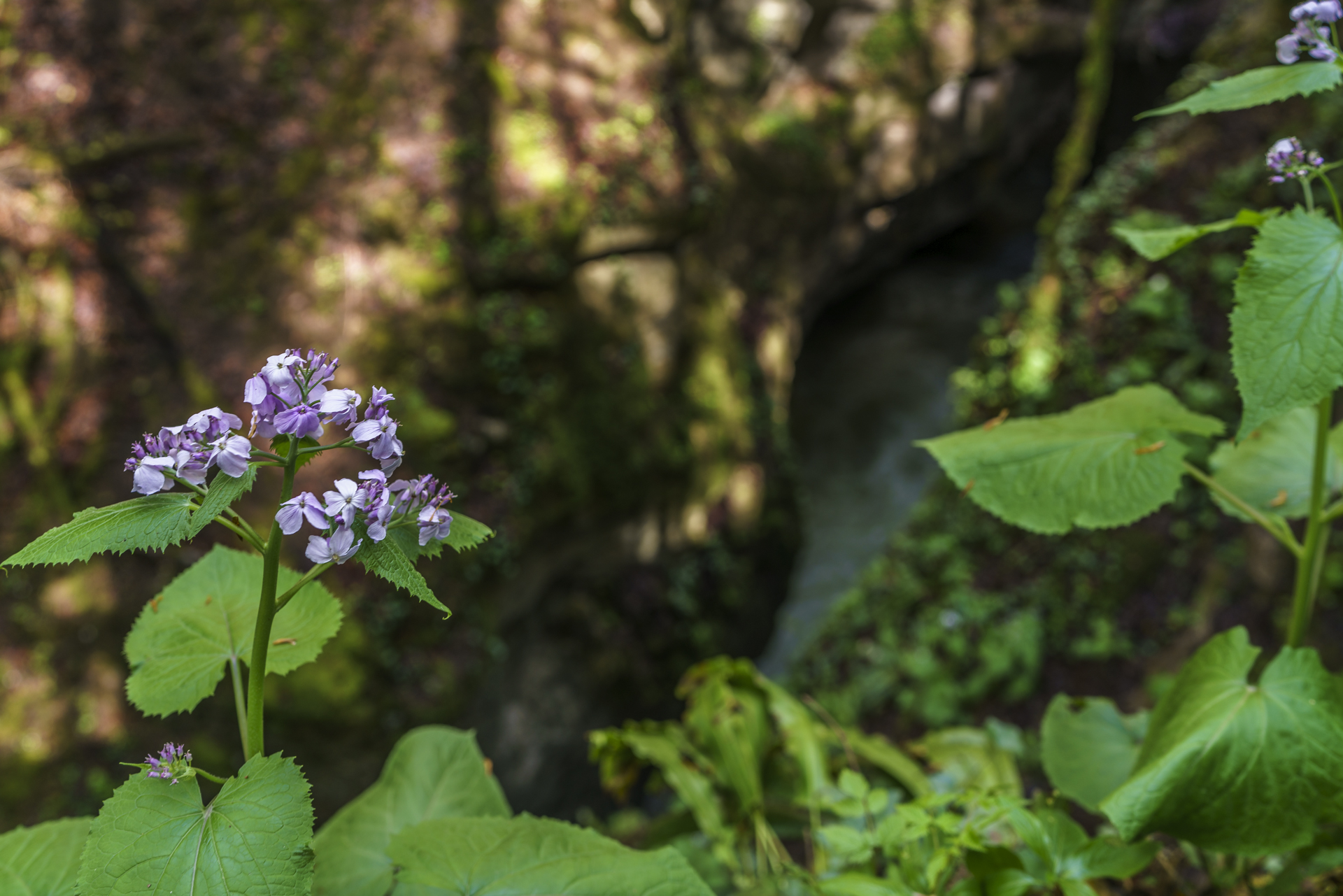 Areuse-Schlucht-Boudry-Fruehlingsblumen