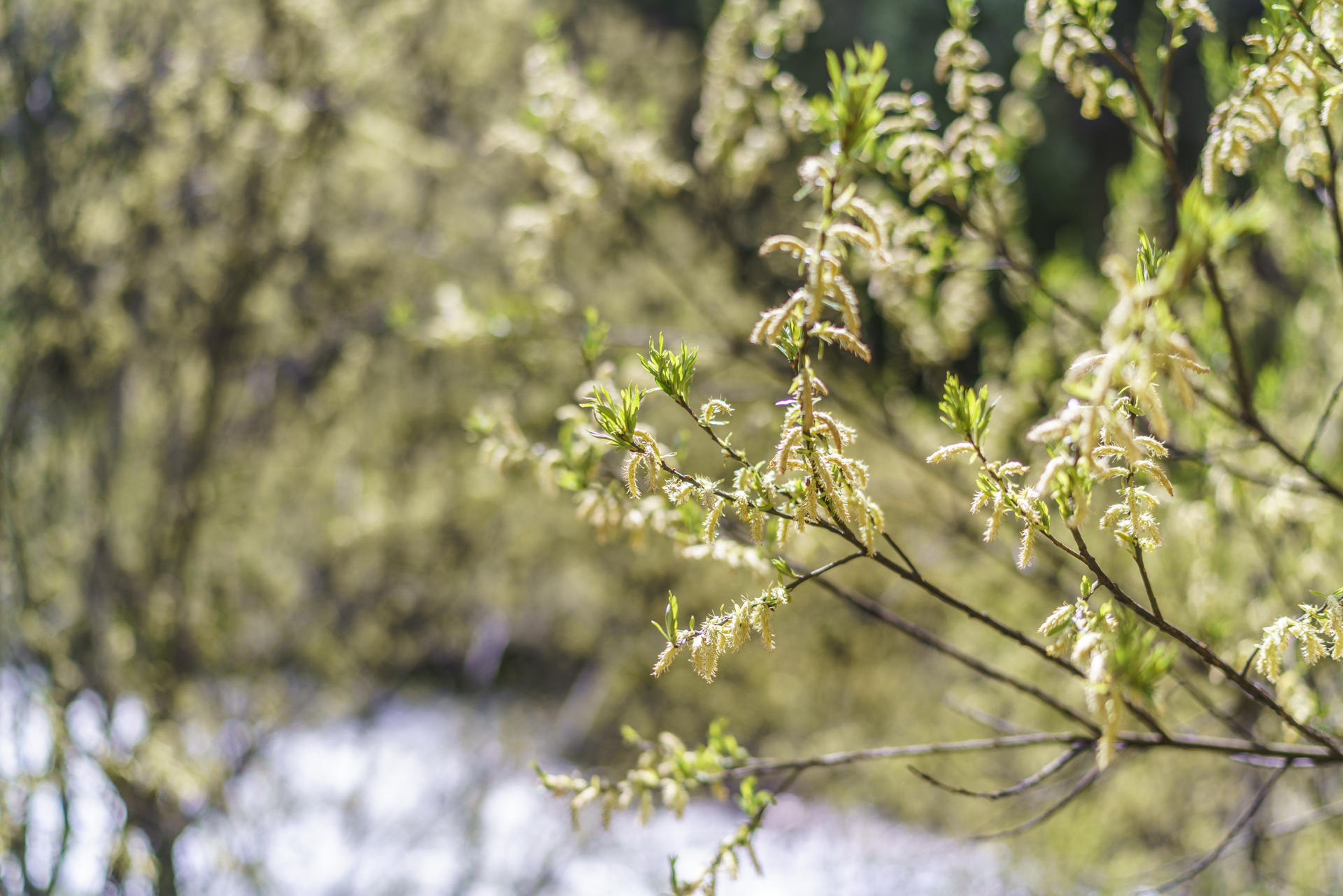 Fruehling-Jura