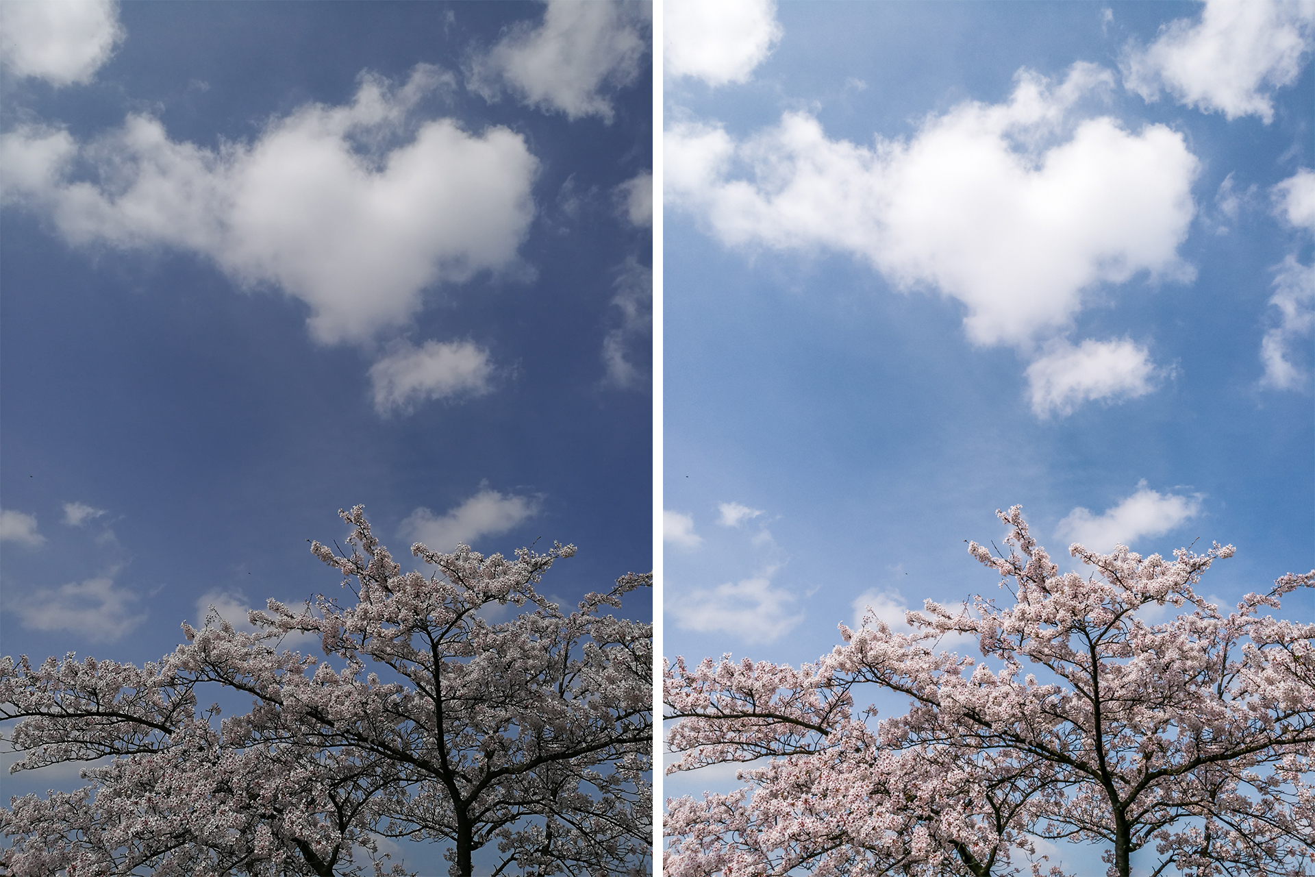 Kirschbluete-Fruehling-Huawei-P9