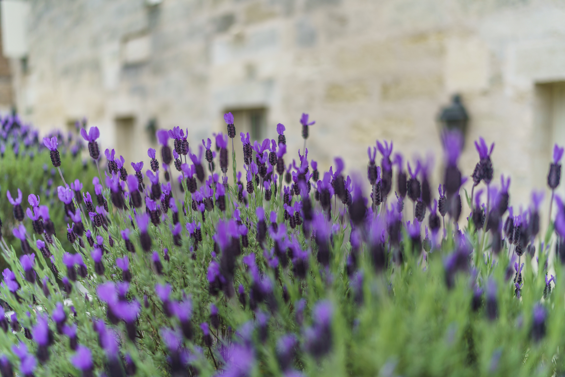 Lavendel-Frankreich