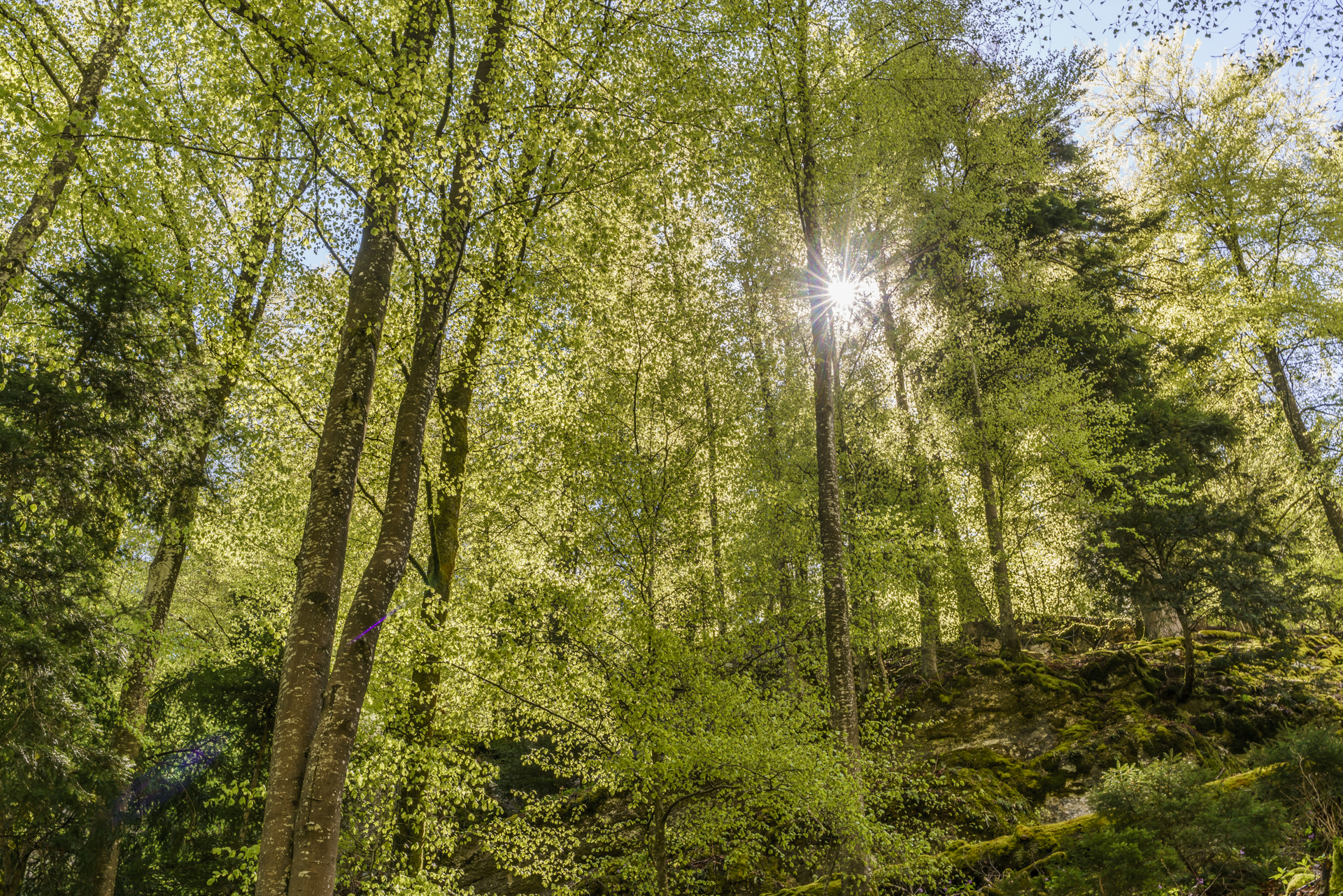 Neuenburg-Fruehling