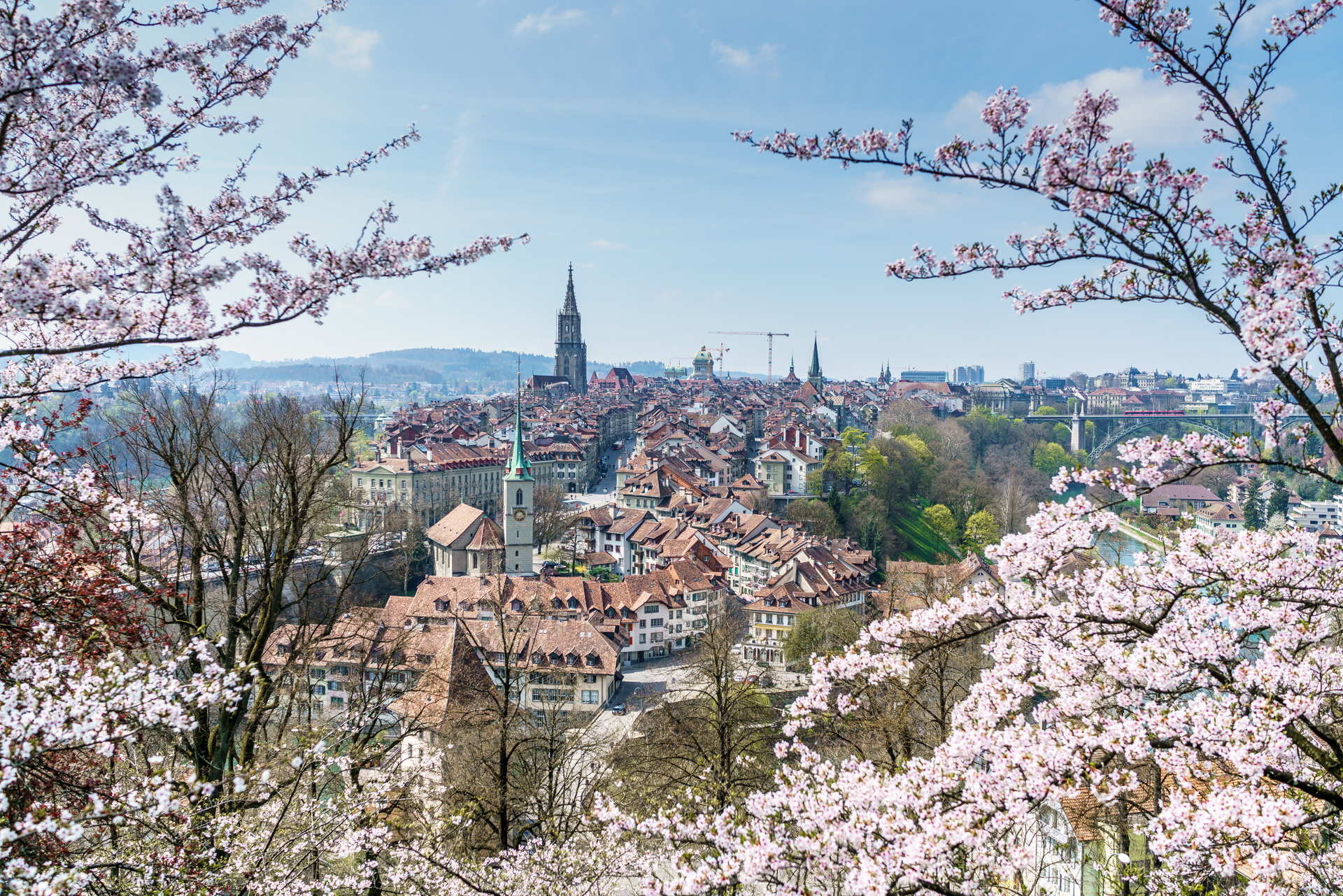 Rosengarten-Bern-Kirschbluete