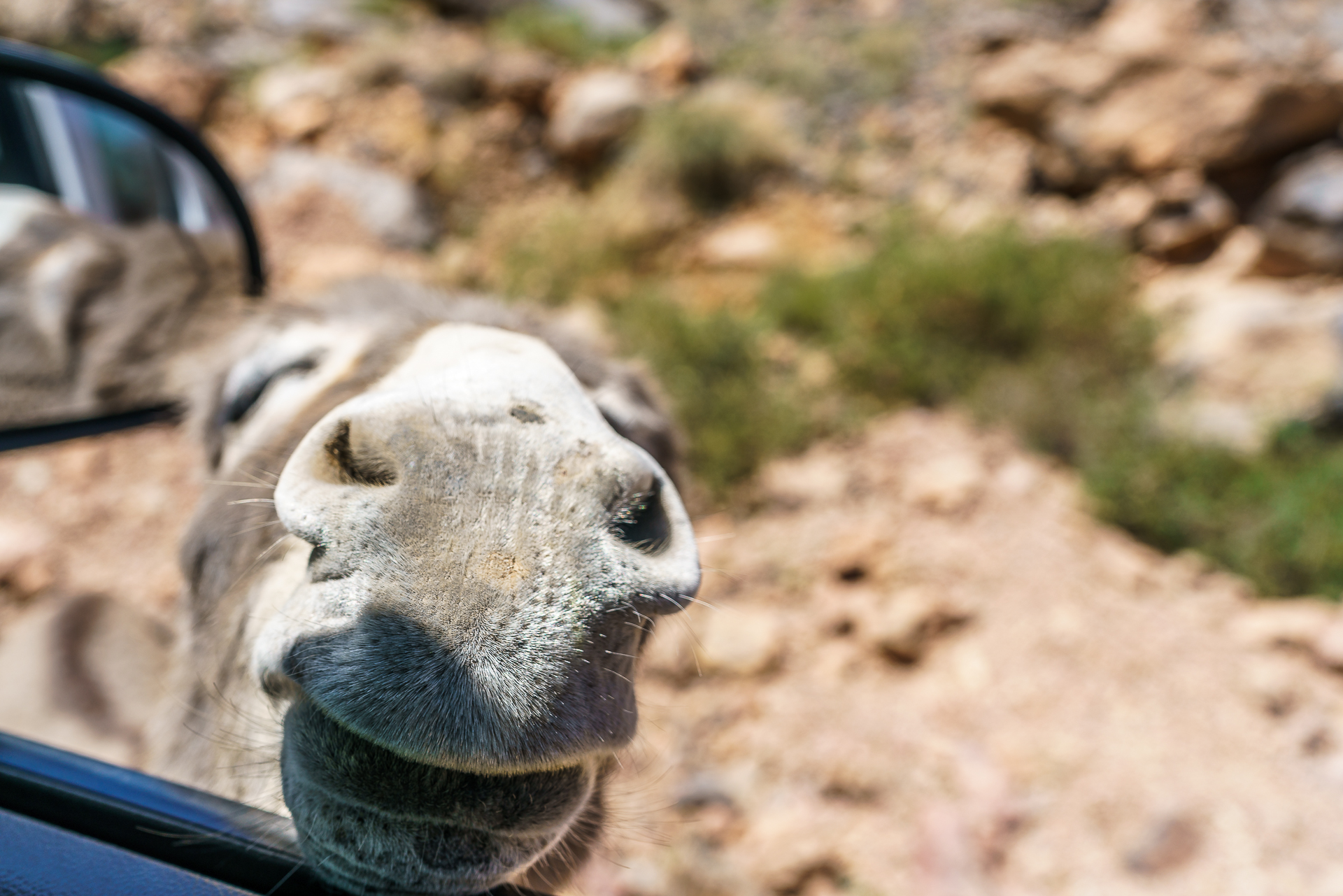 oman-Roadtrip