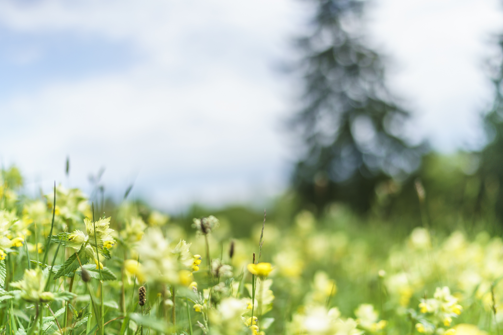 Bergfruehling-Blumen