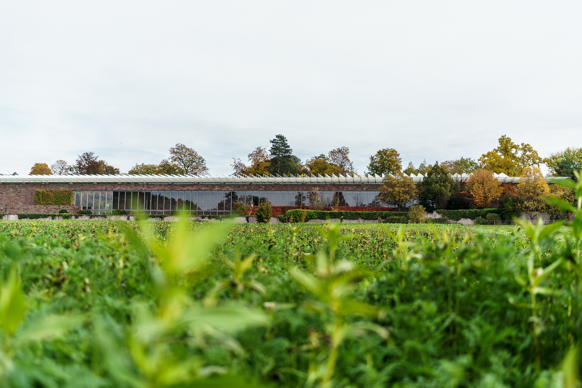 Fondation-Beyeler-Gebaeude