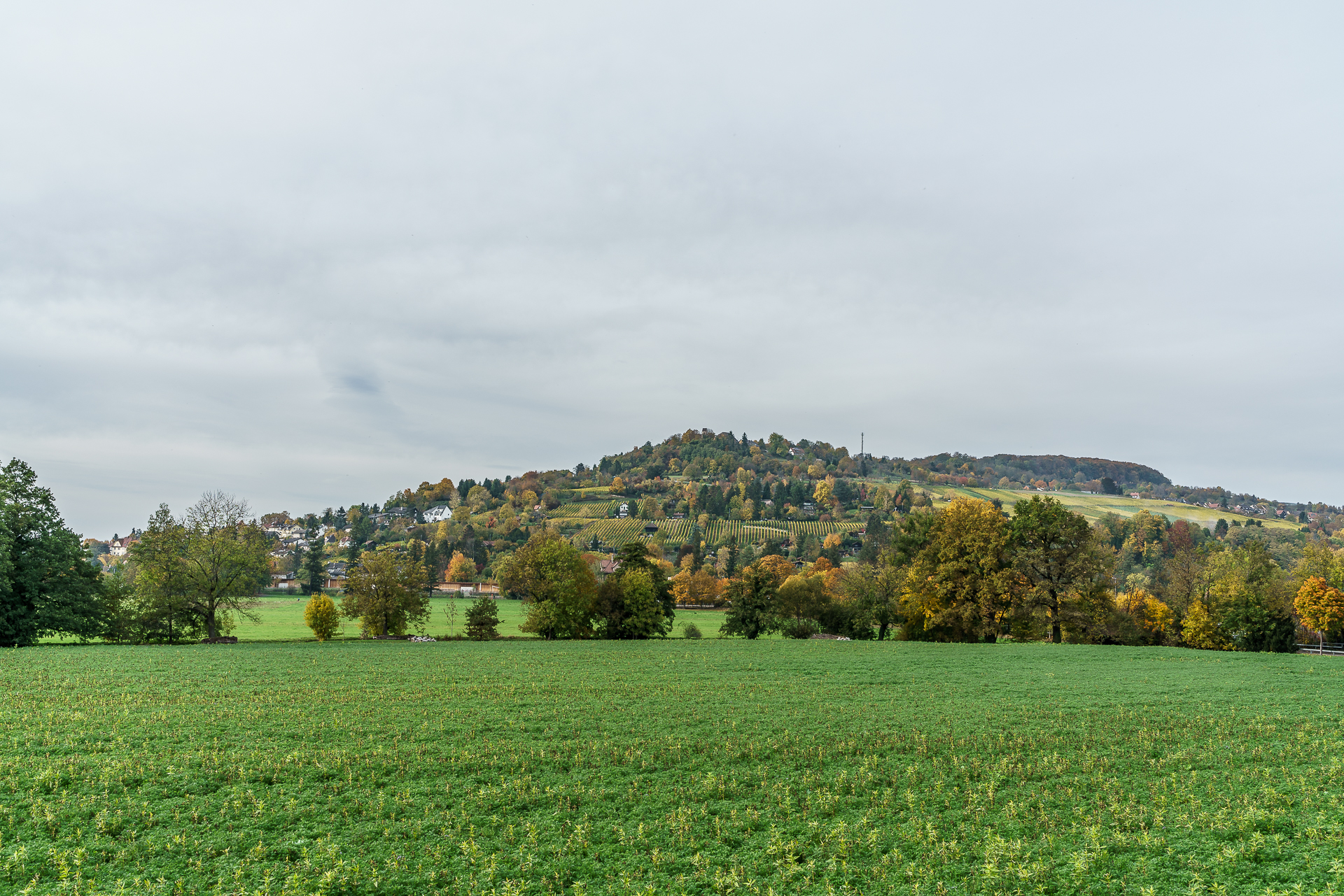 Haltinger Reben