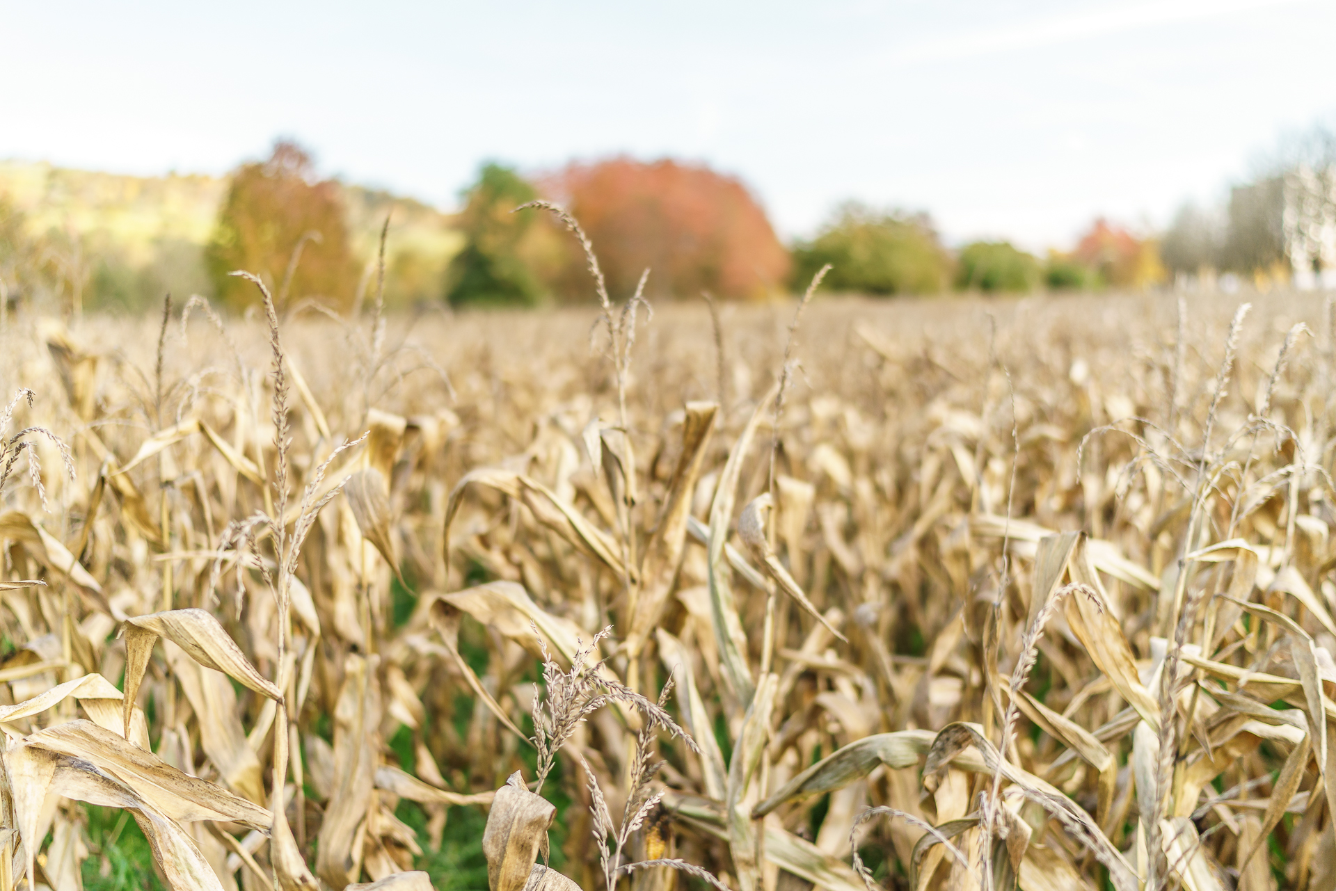 Herbst-Landschaft