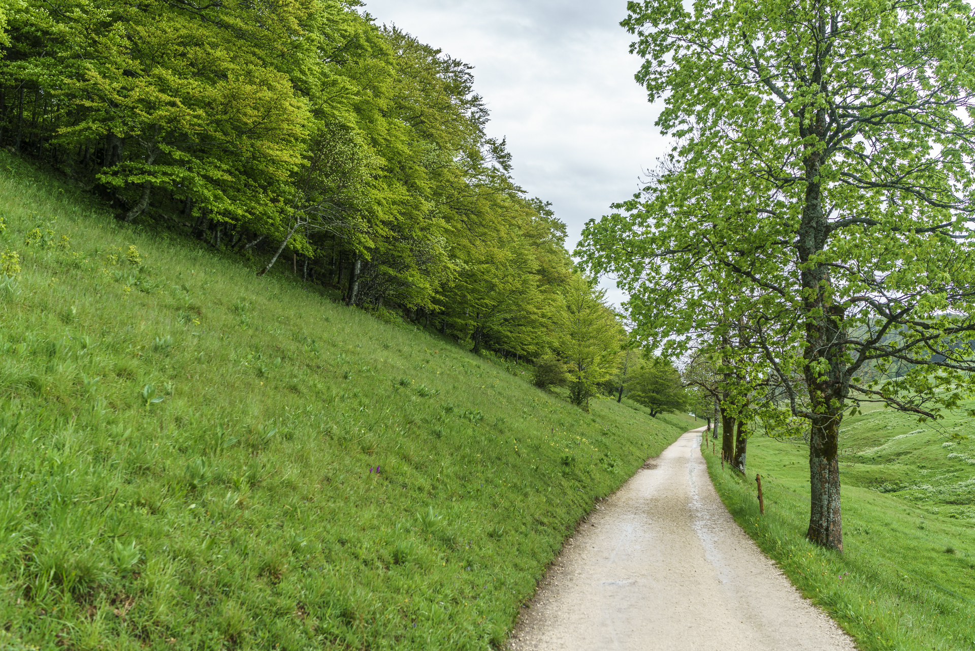 Jura-Hoehenweg-Nr-5
