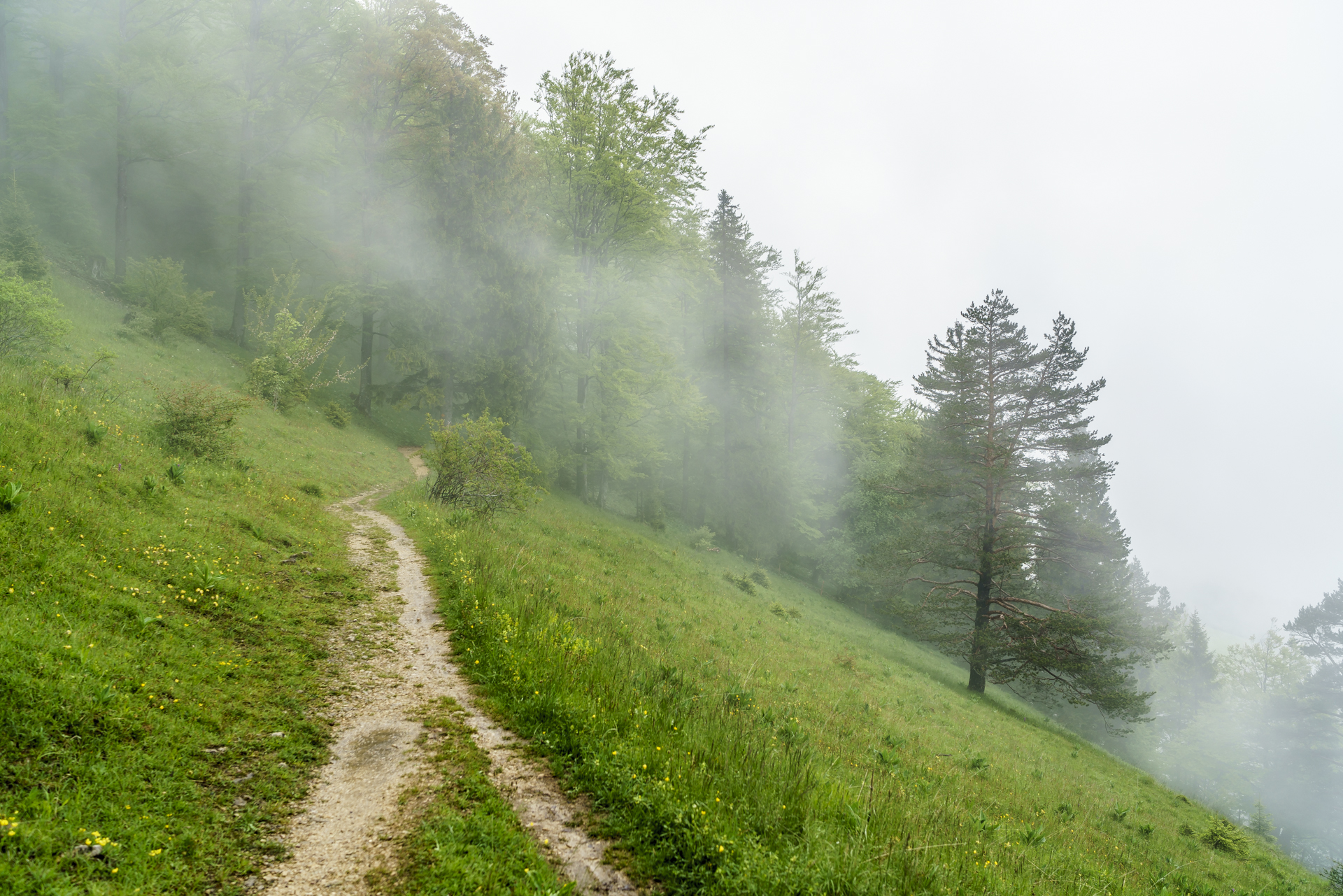 Nebel-Jura-1