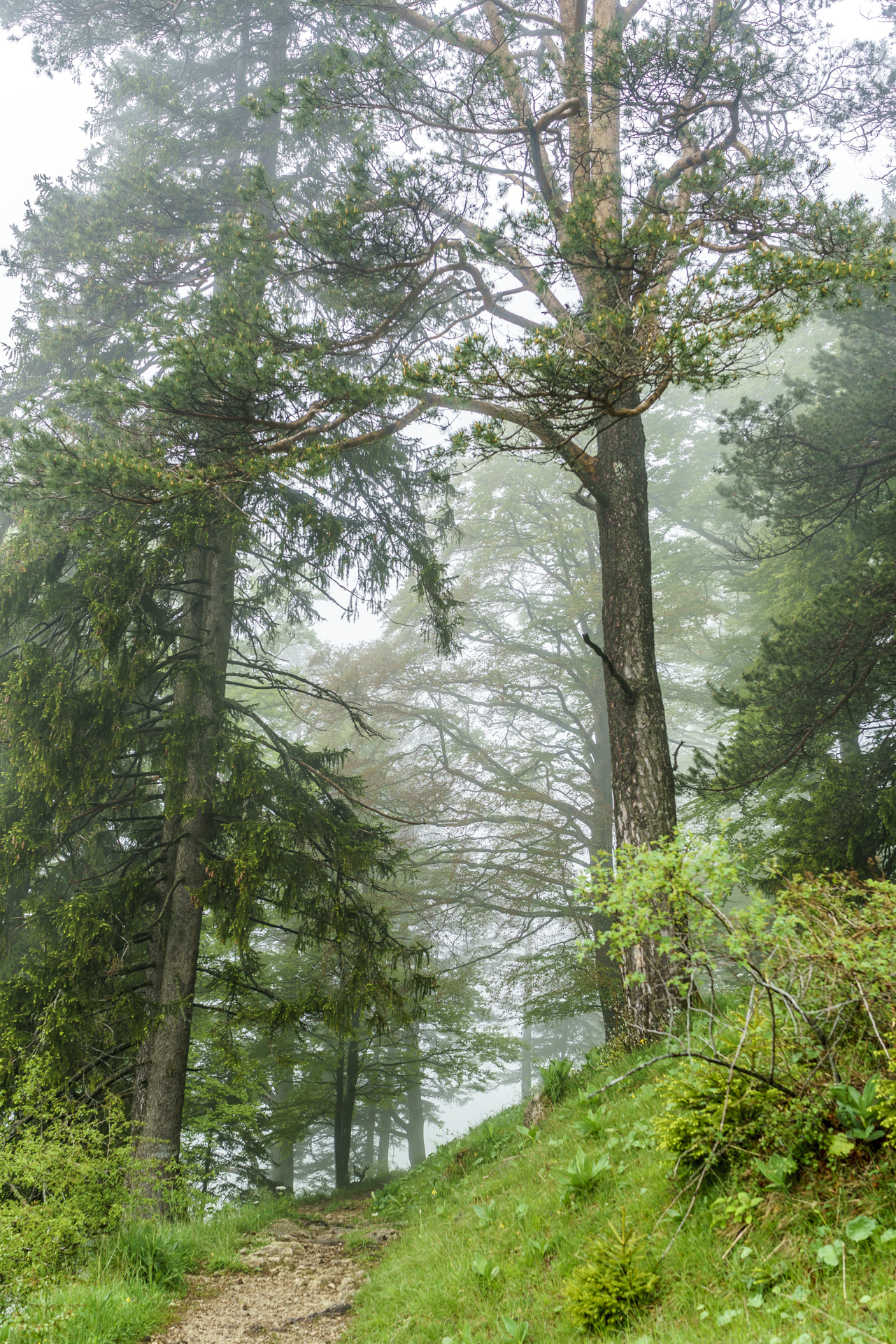 Nebel-Jura-2