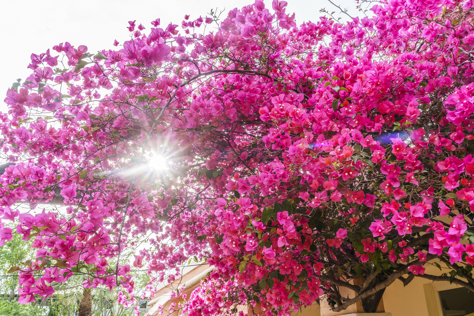 Bougainville-Suedsardinien