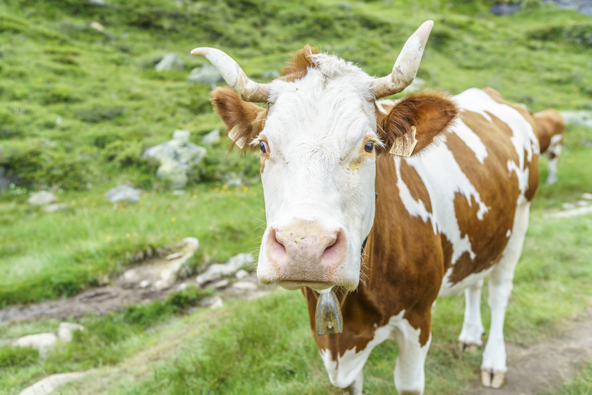 Alp-Kuh-mit-Horn