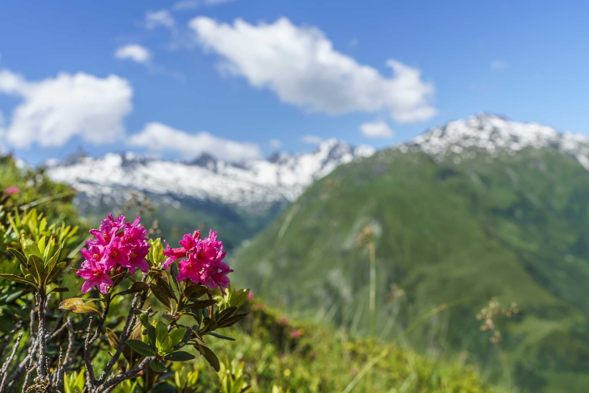 Alpenrosen-Gotthard