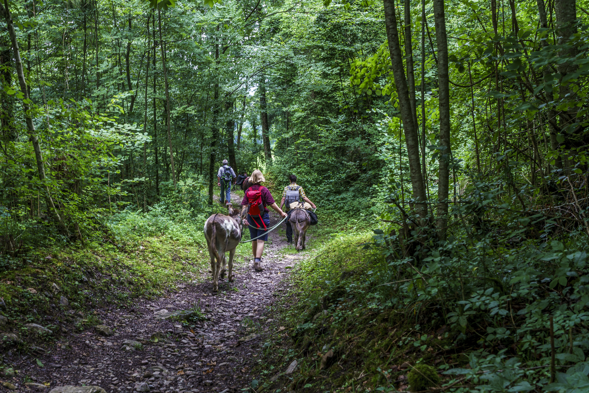 Bruderklausweg-Eseltrekking