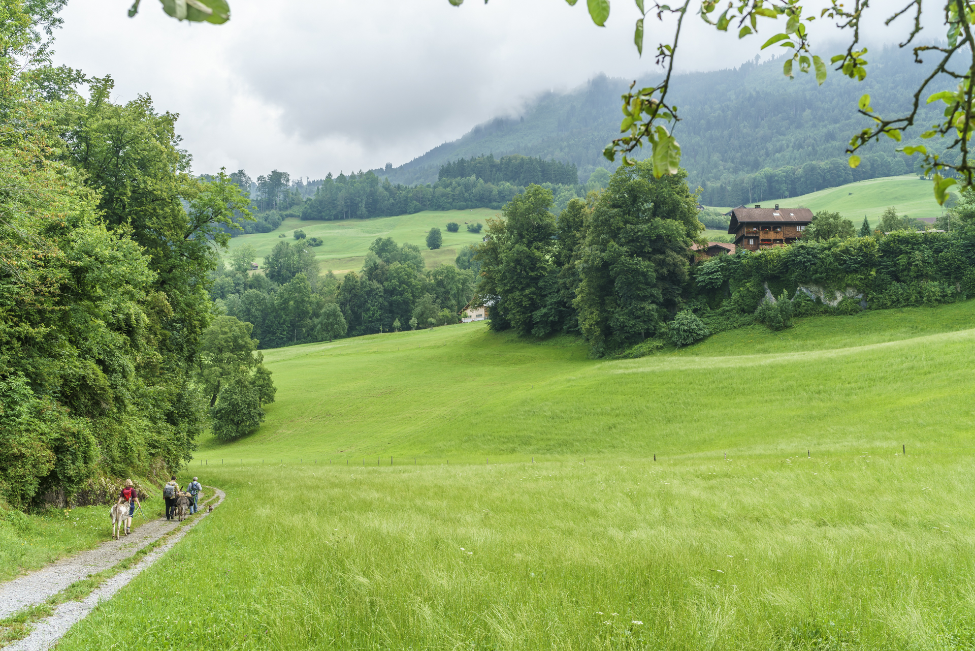 Eseltrekking-Schweiz-Obwalden