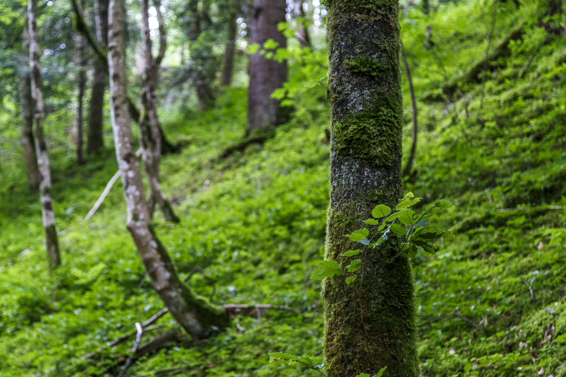 Jura-Landschaft