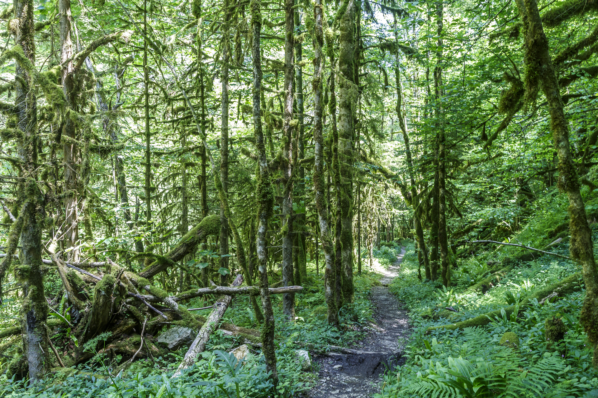 Jura-Wald