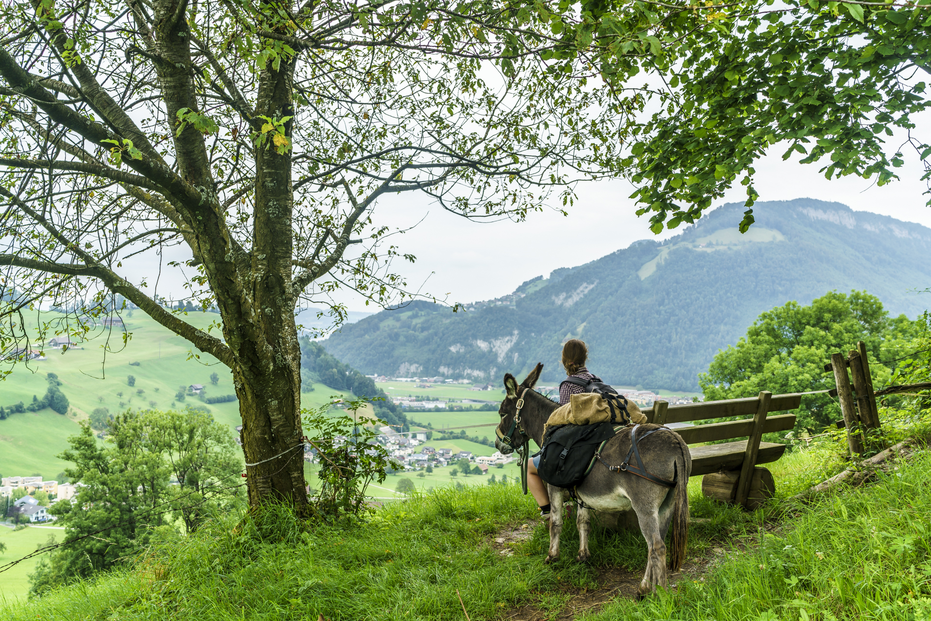 Pause-Eseltrekking-Baenkli