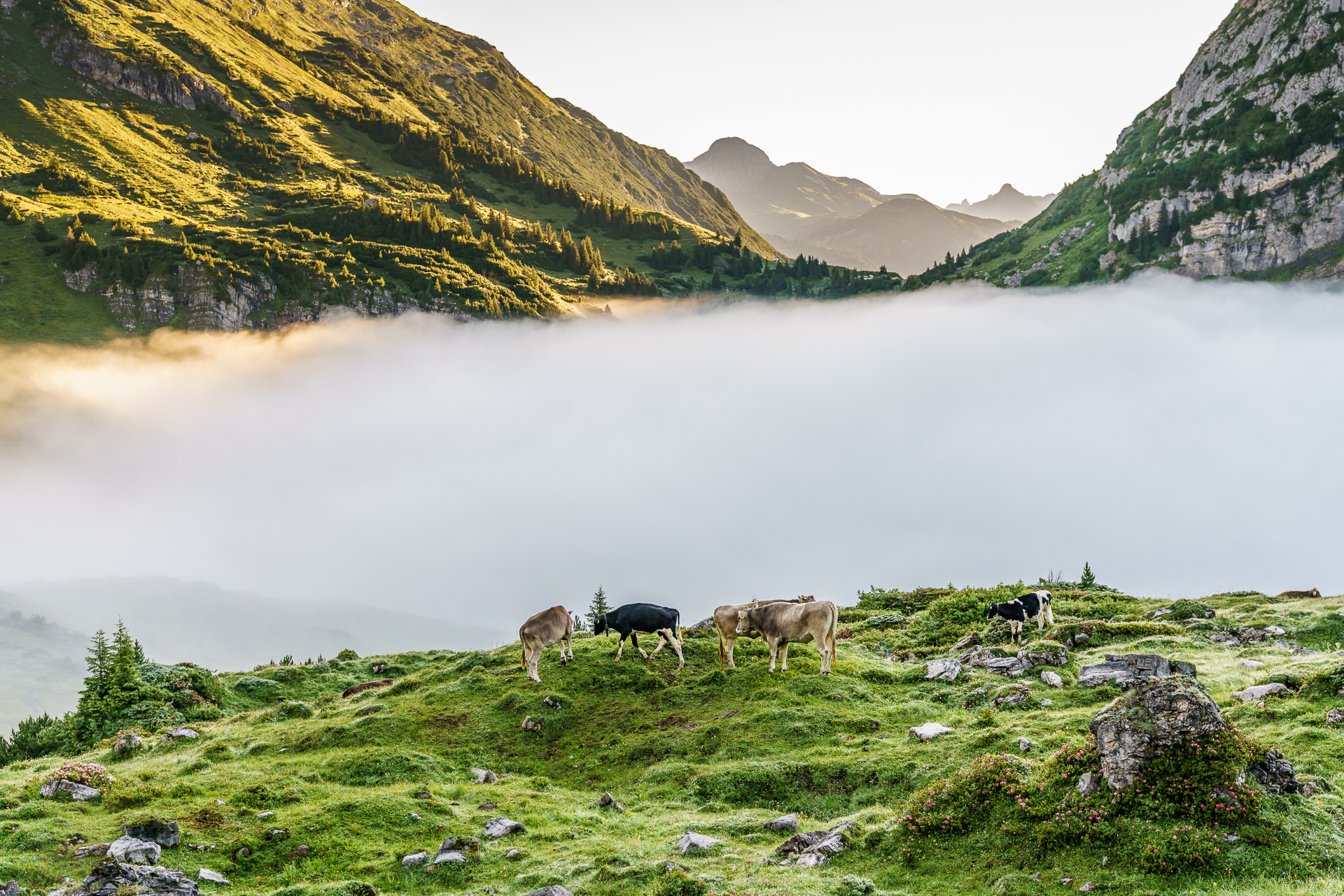 Alp-Nebel