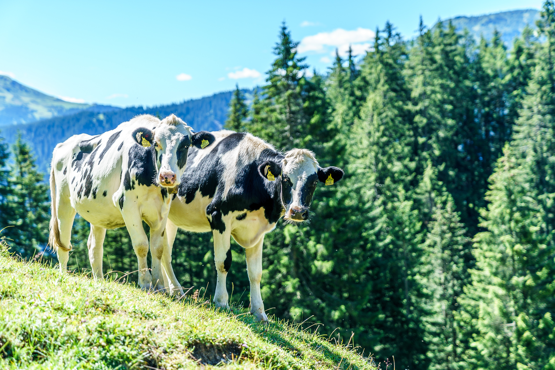 Alpkuehe-Vorarlberg