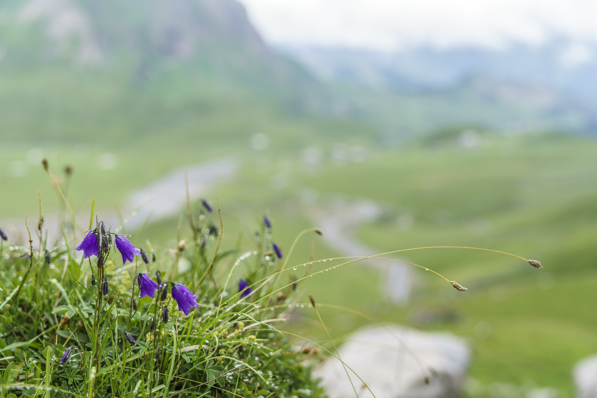 Bergblumen-Engstligenalp