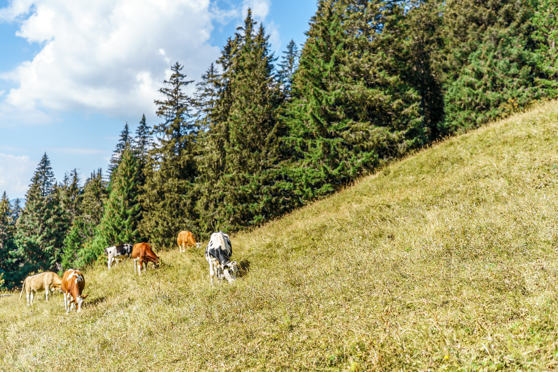 Col-du-Pillon-Alp