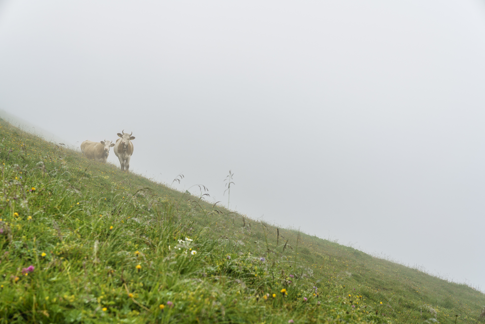 Engstligenalp-Kuehe