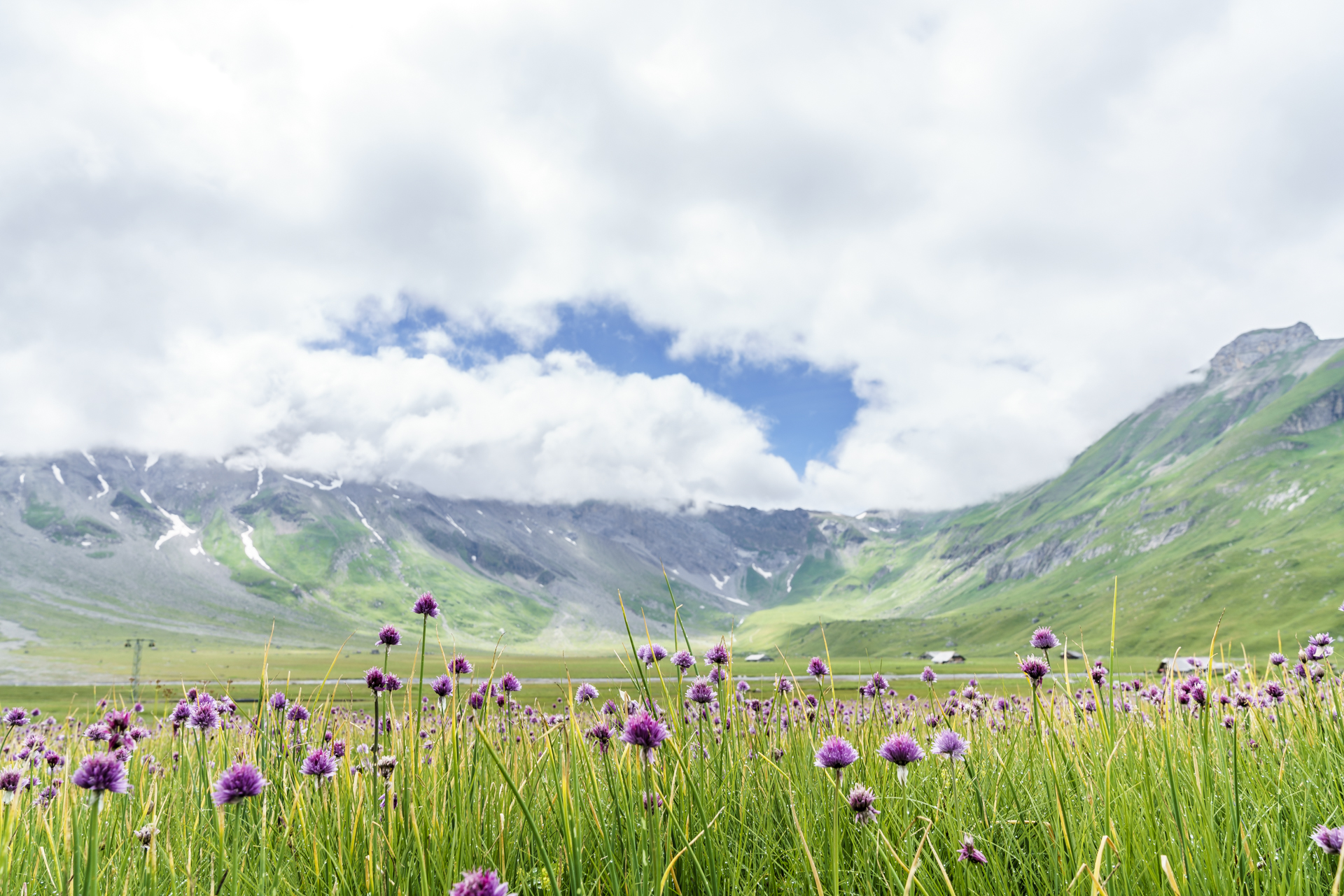 Engstligenalp-Moorblumen