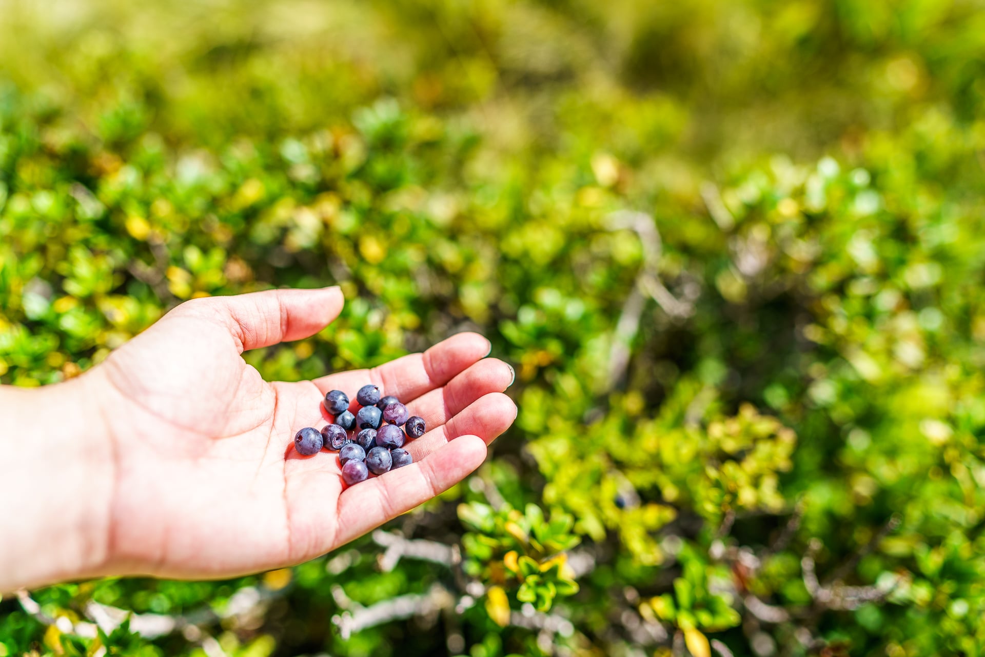 Heidelbeeren
