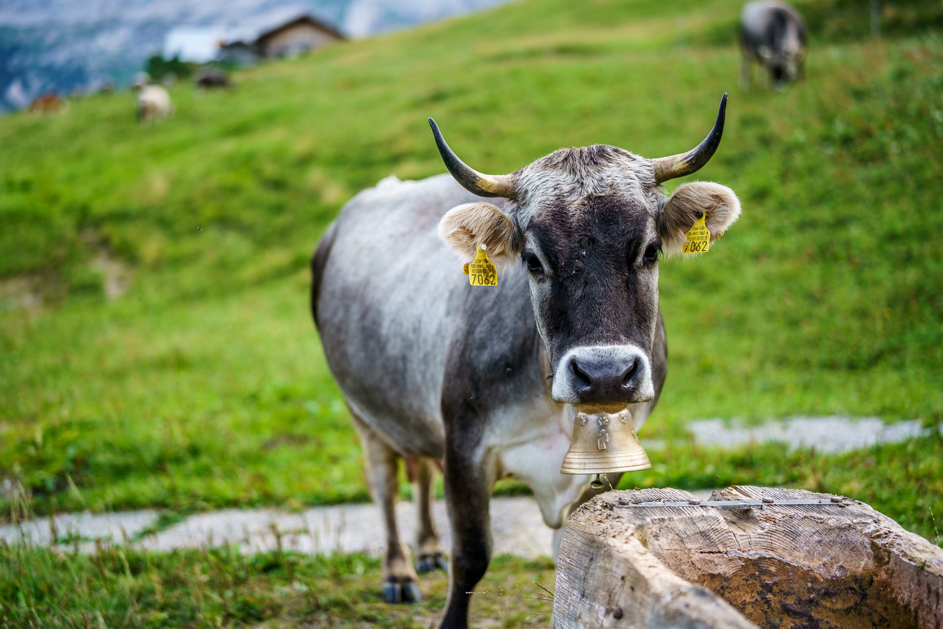 Alp-Vordere-Walig-Gstaad
