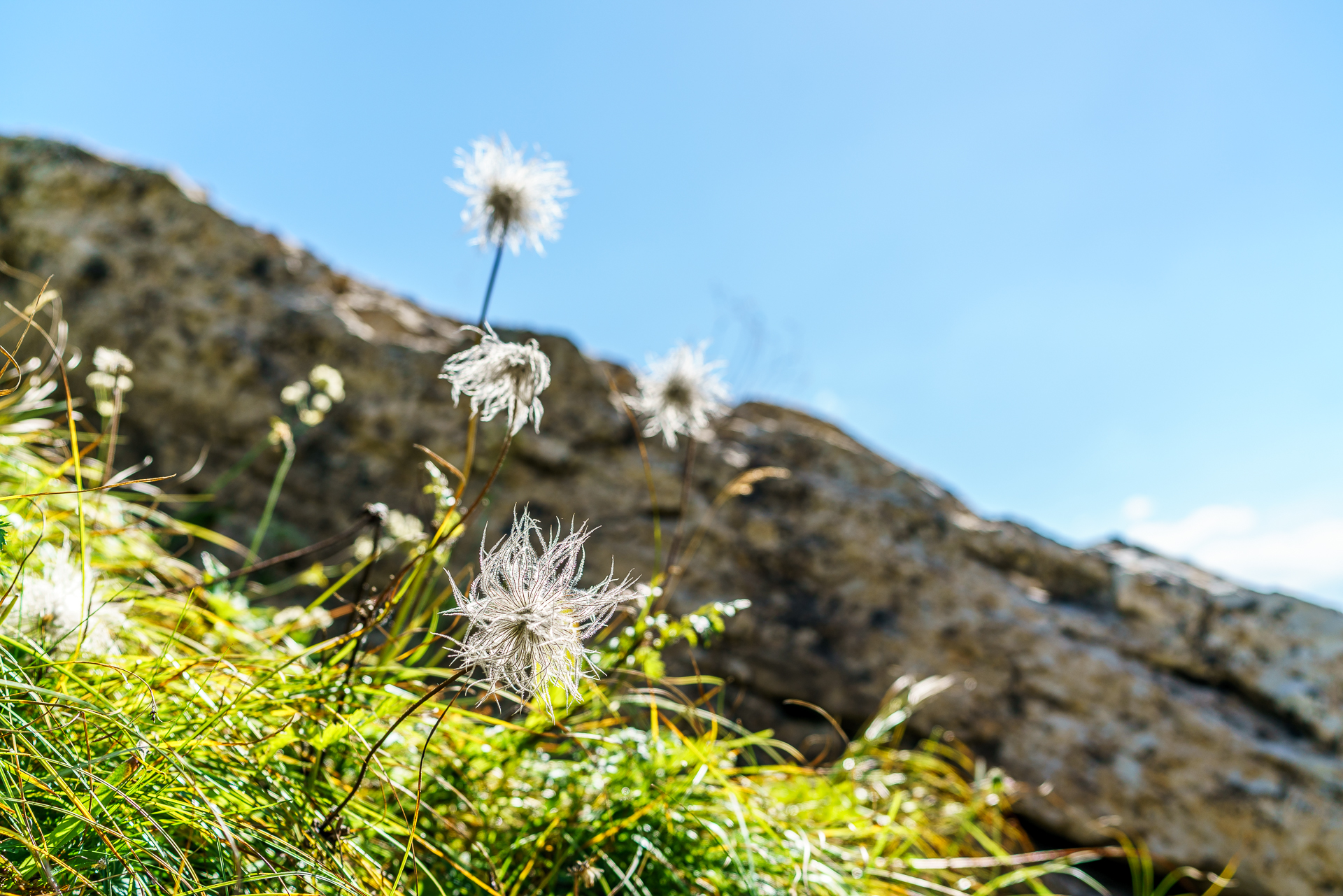 bergblumen