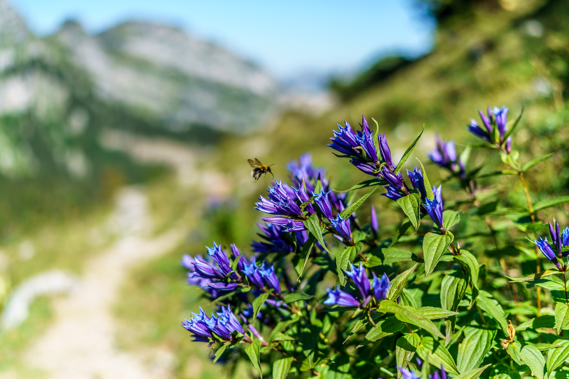 herbstbergblumen