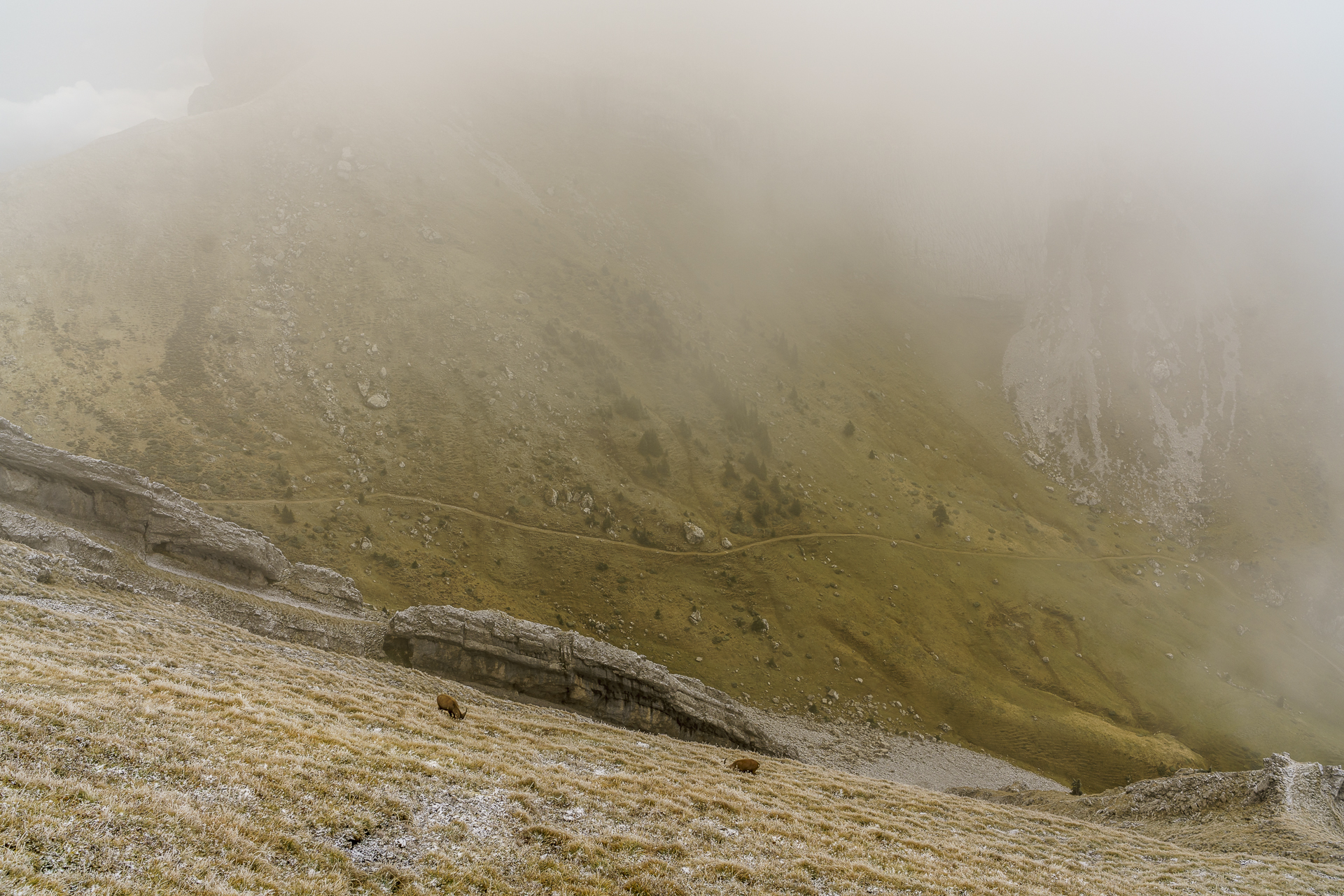 pilatus-steinboecke-1