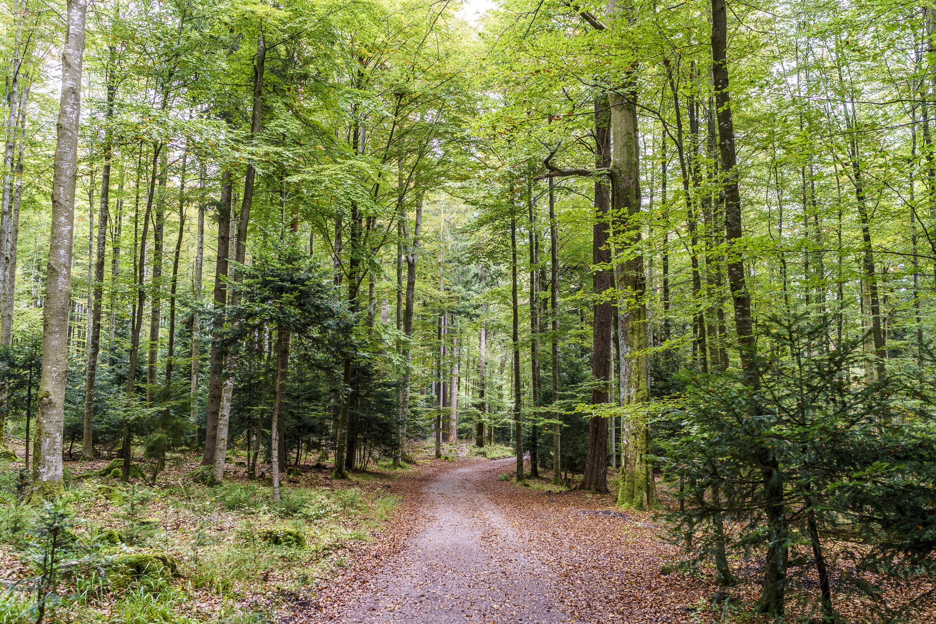 sommerberg-wandern