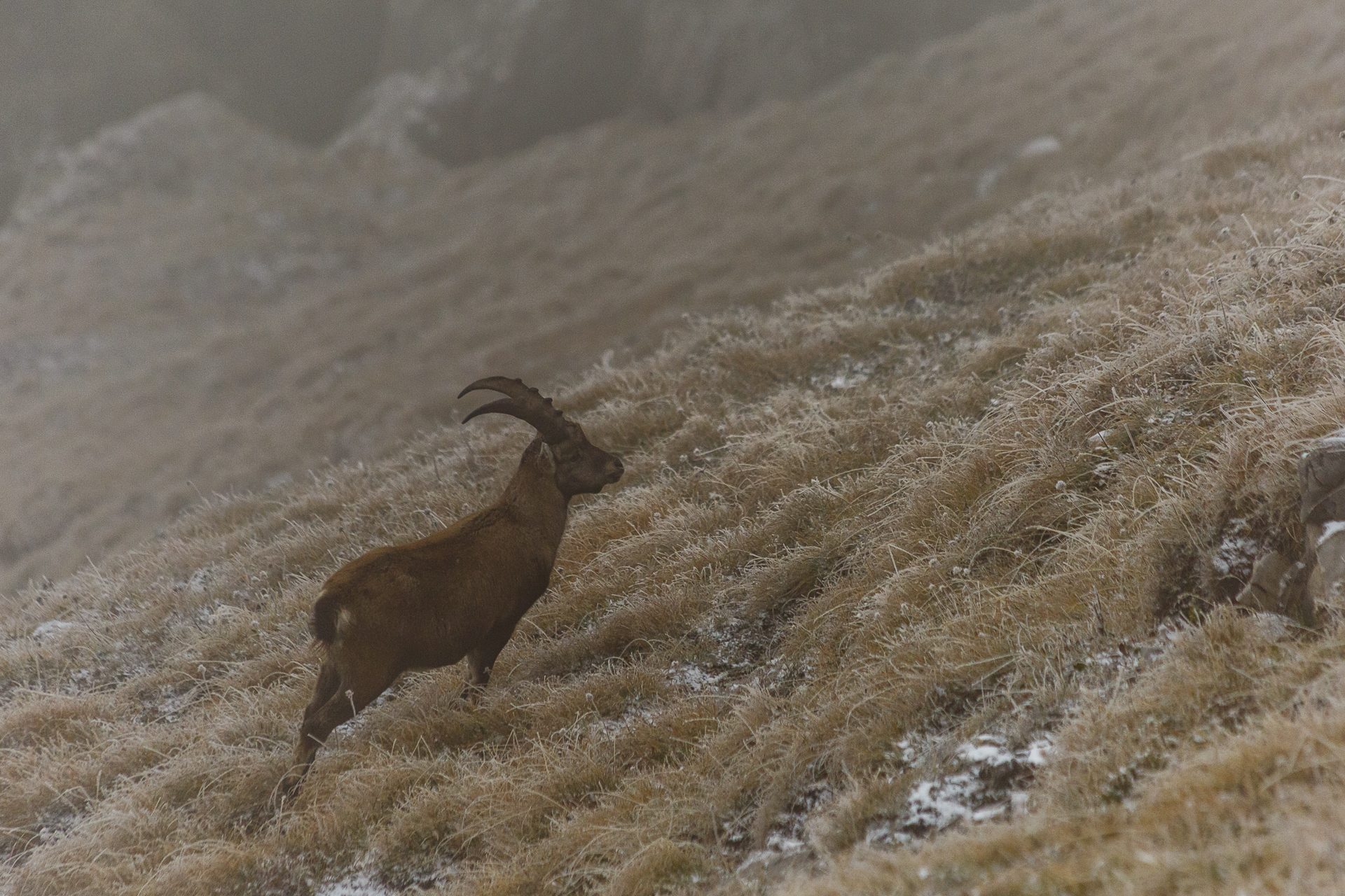 steinbock-pilatus